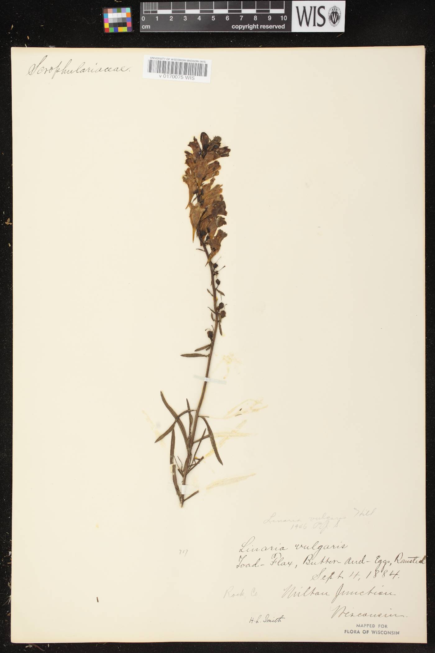 Linaria vulgaris image