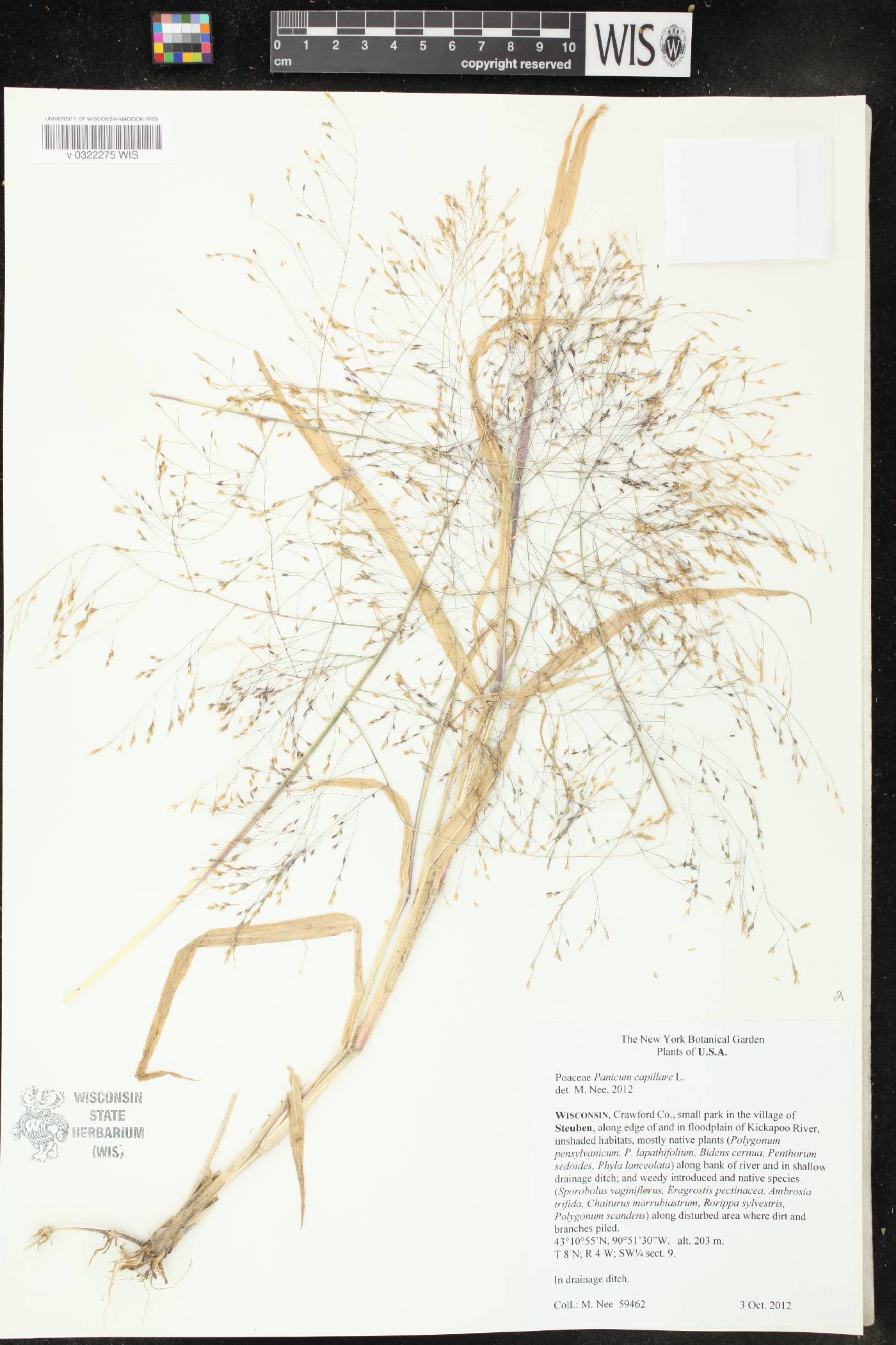 Panicum capillare image