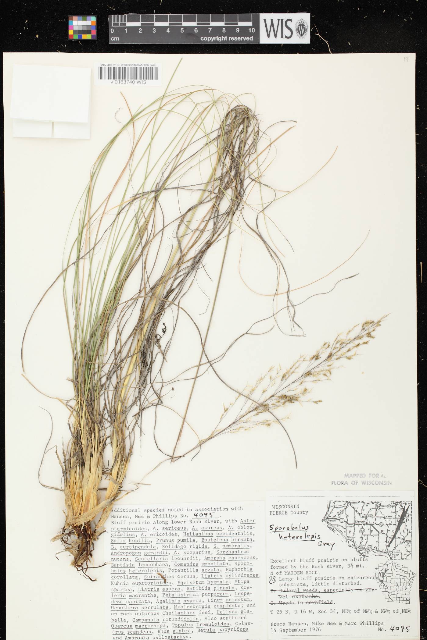Sporobolus heterolepis image