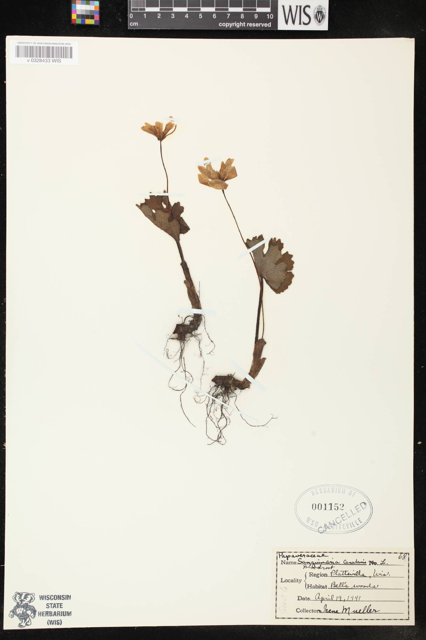 Sanguinaria canadensis image
