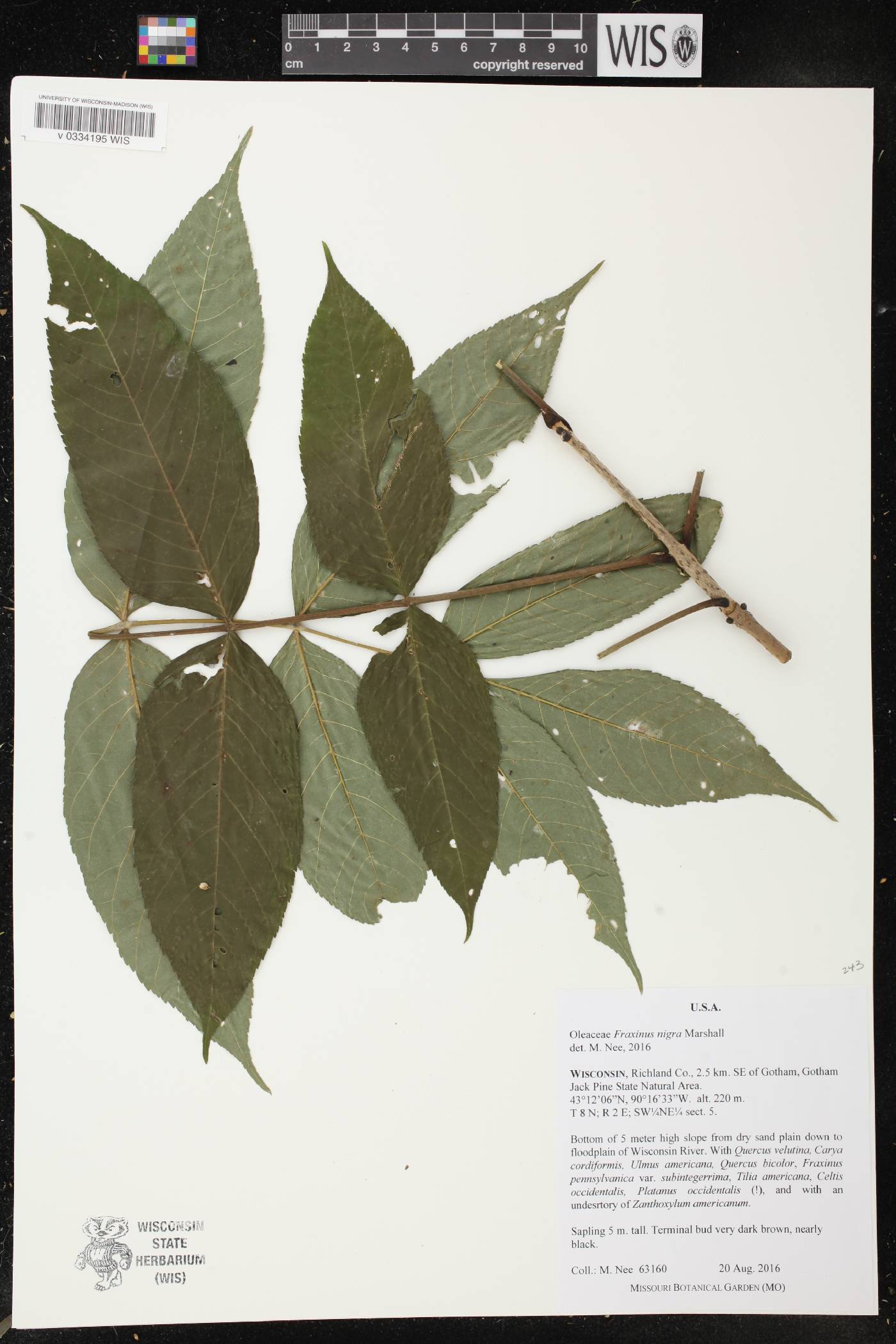 Fraxinus nigra image