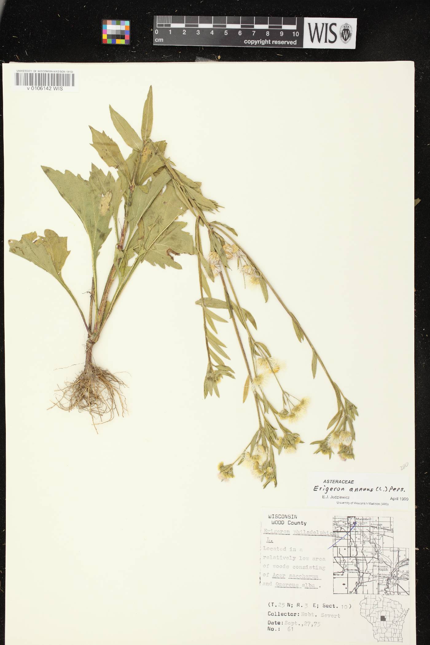 Erigeron annuus image