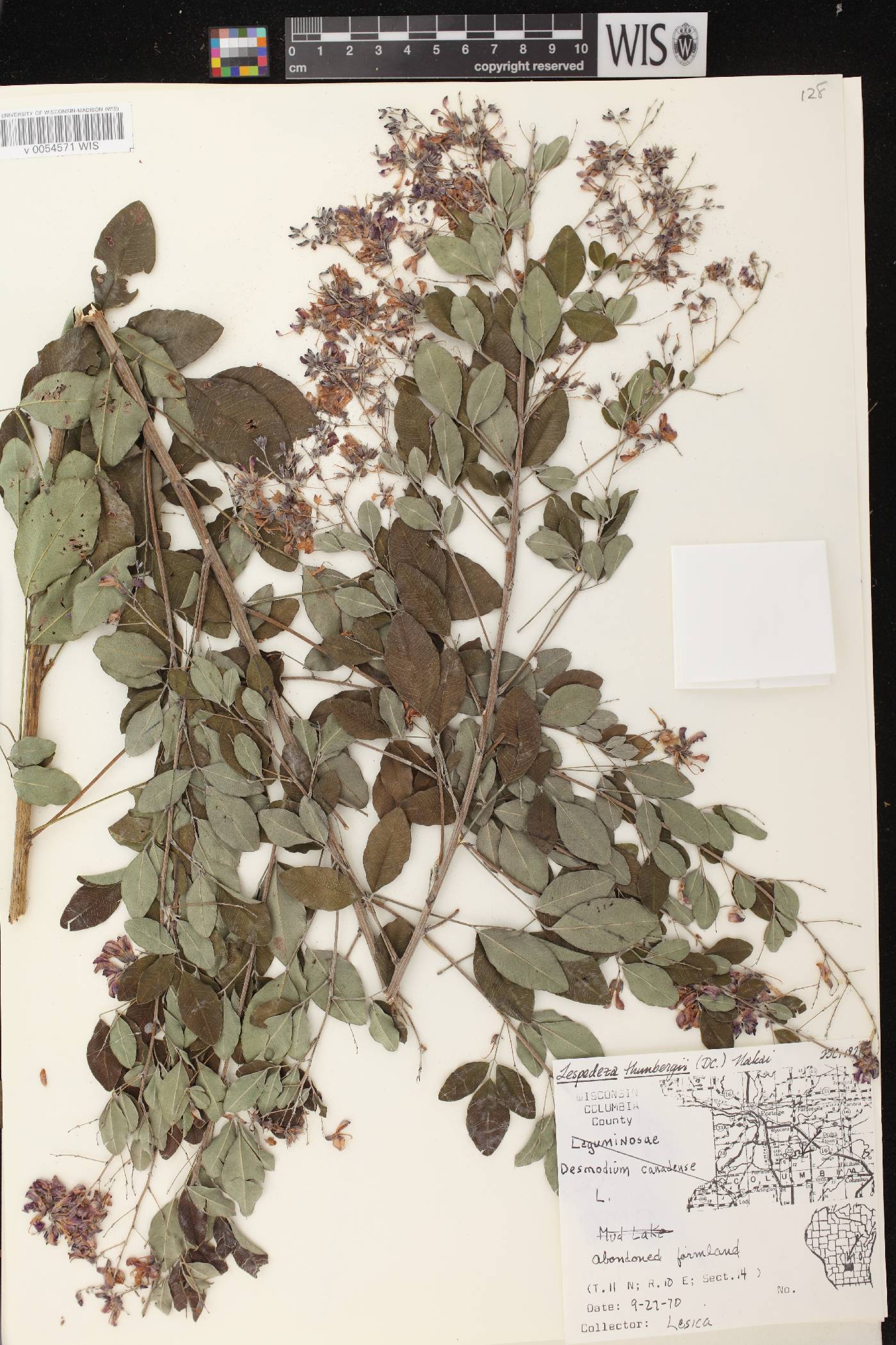 Lespedeza thunbergii image