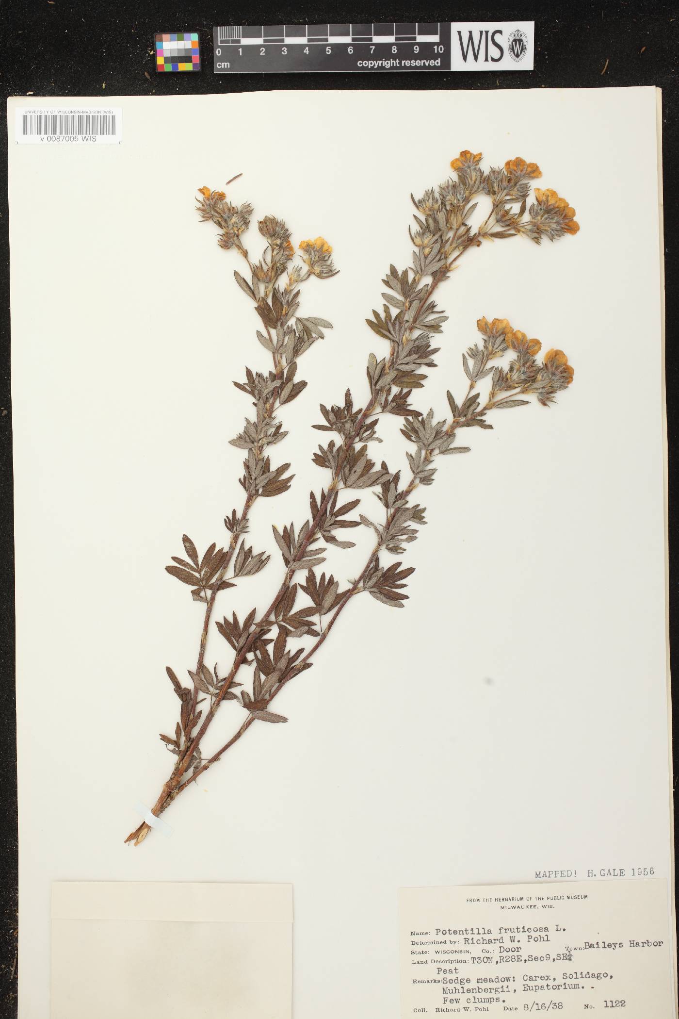 Dasiphora fruticosa image