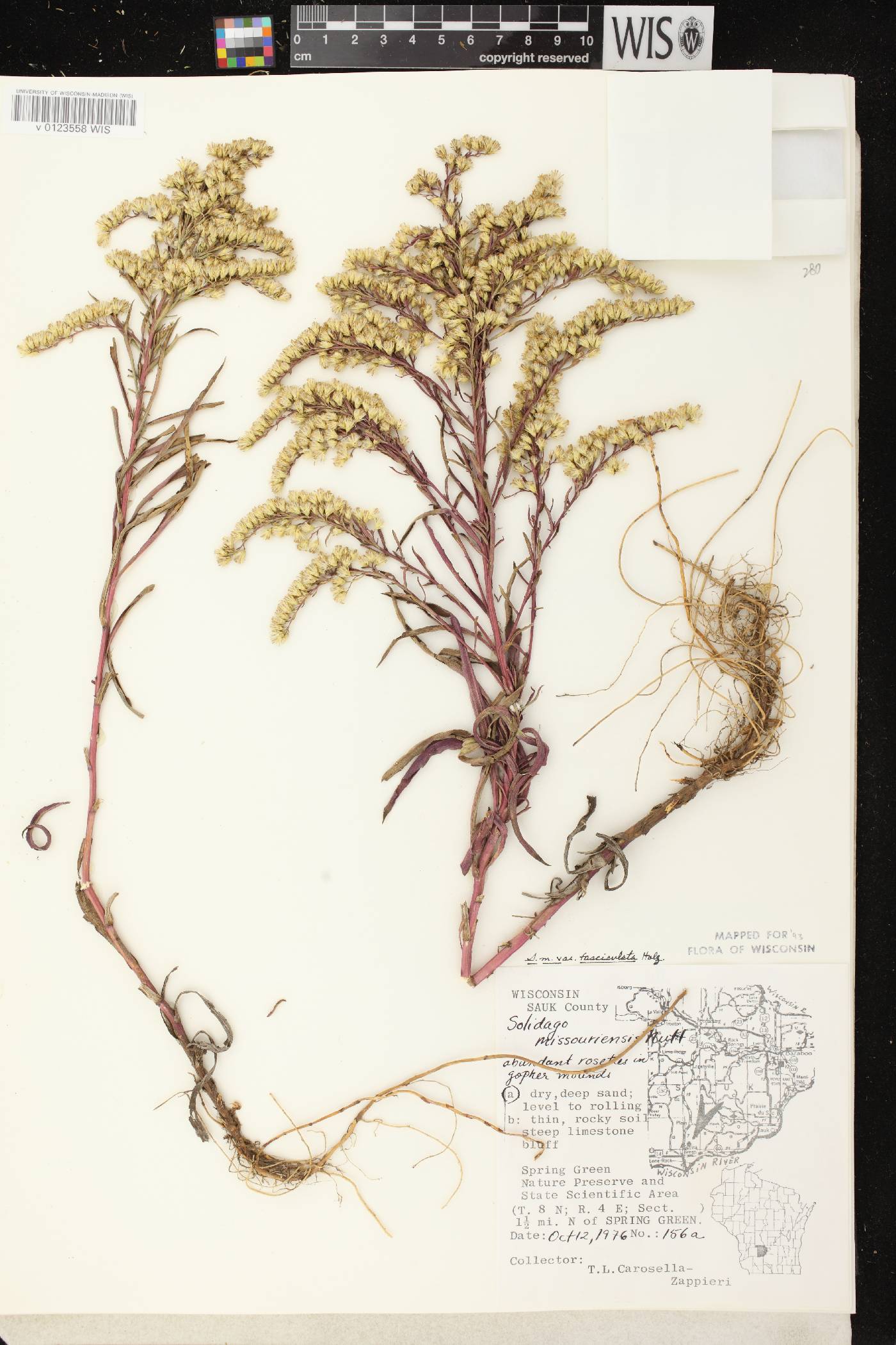 Solidago missouriensis image
