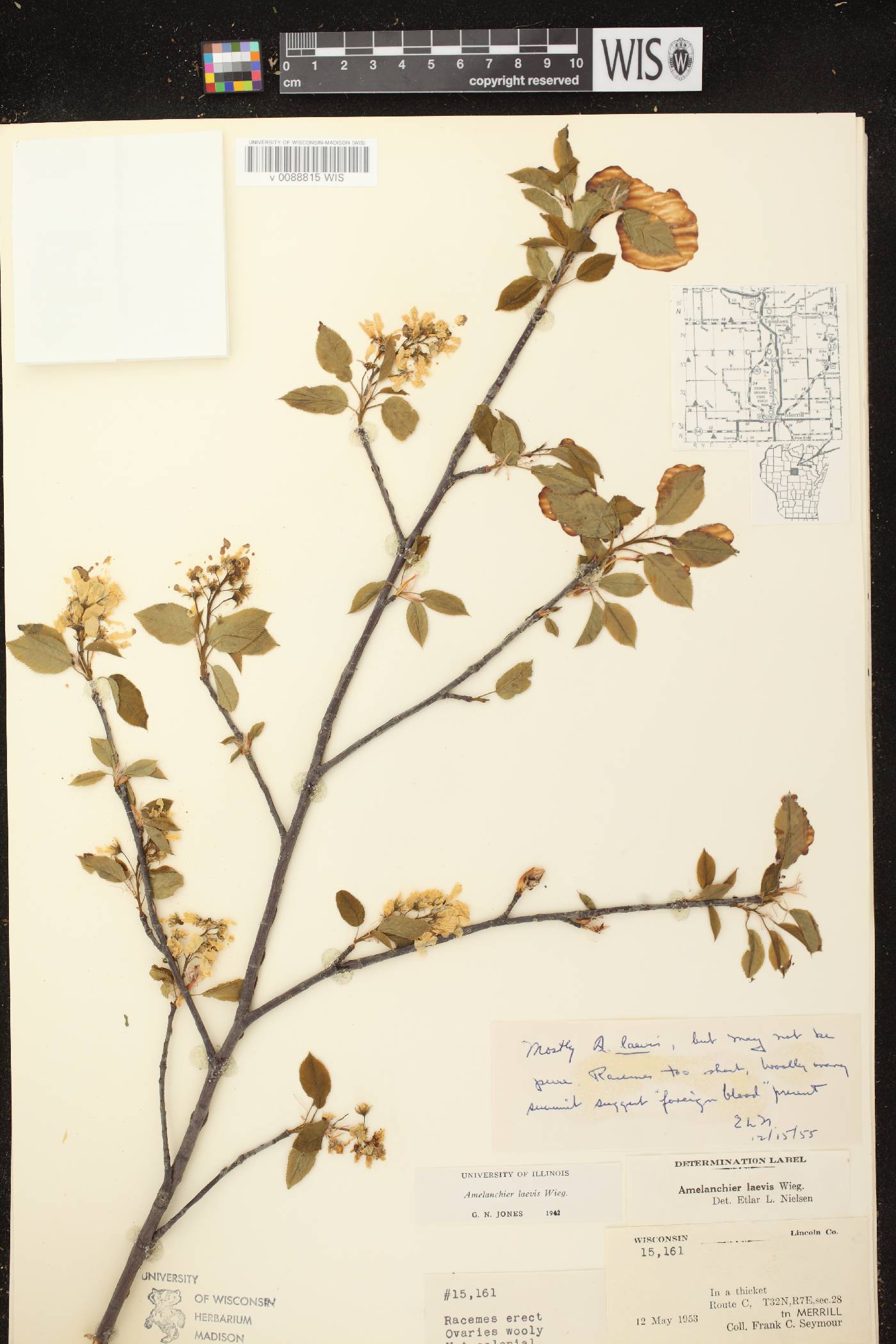 Amelanchier laevis image