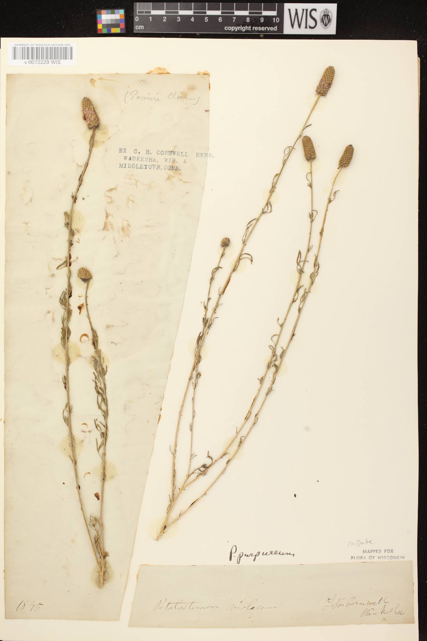 Dalea purpurea image