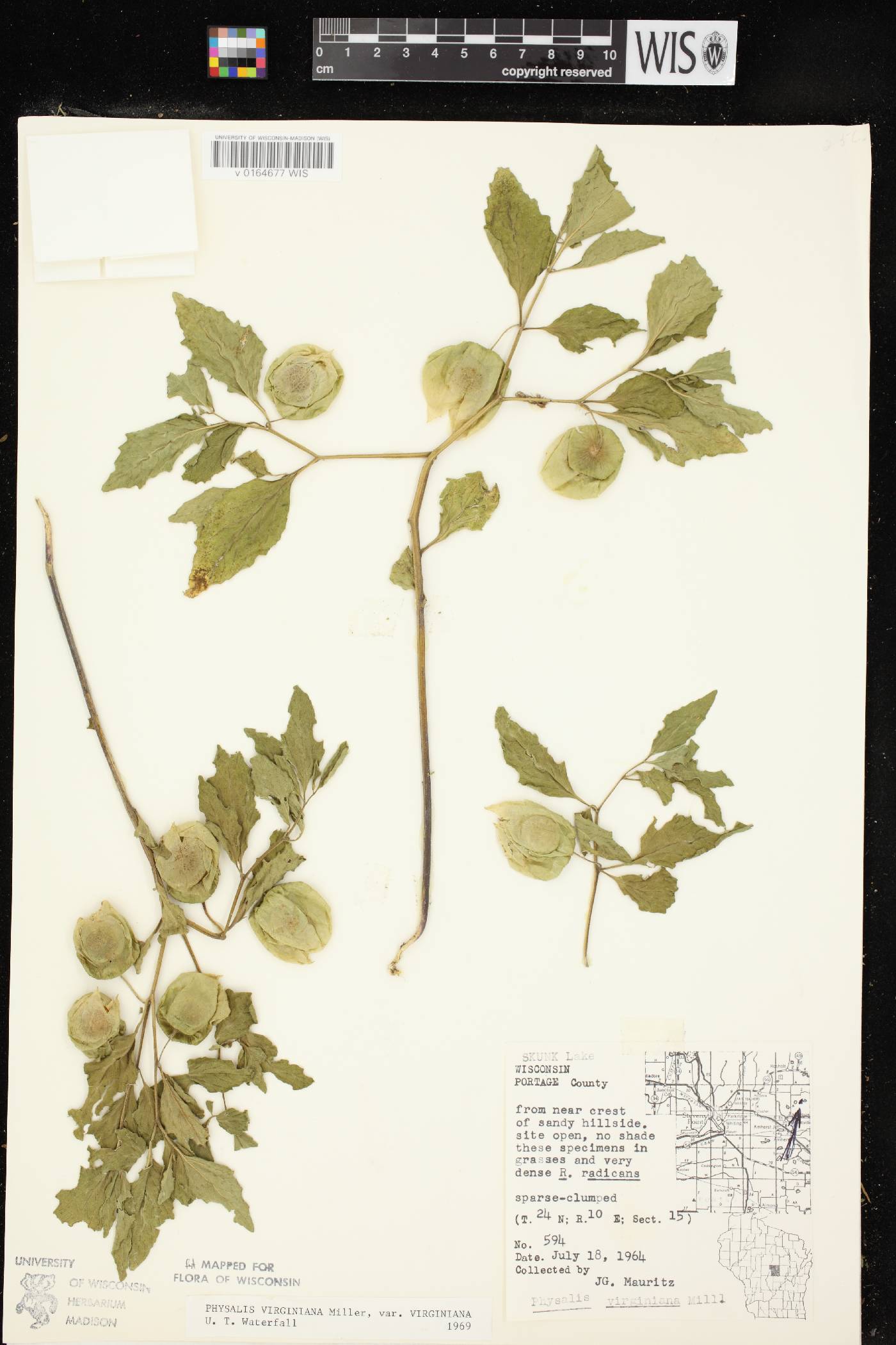 Physalis virginiana var. virginiana image
