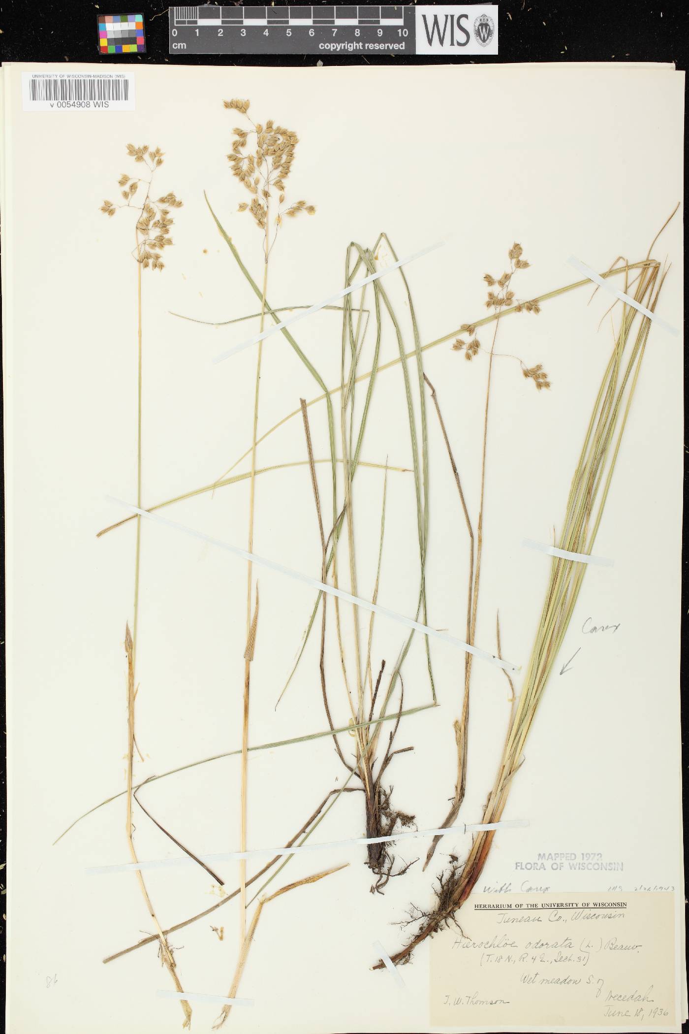Anthoxanthum hirtum subsp. arcticum image