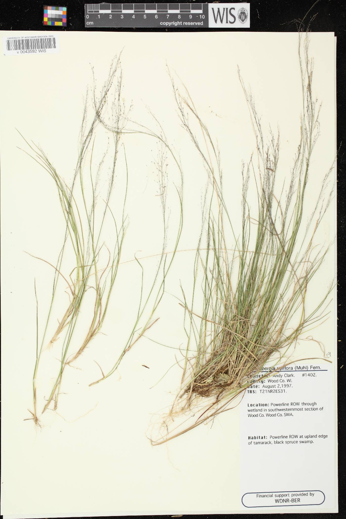 Muhlenbergia uniflora image