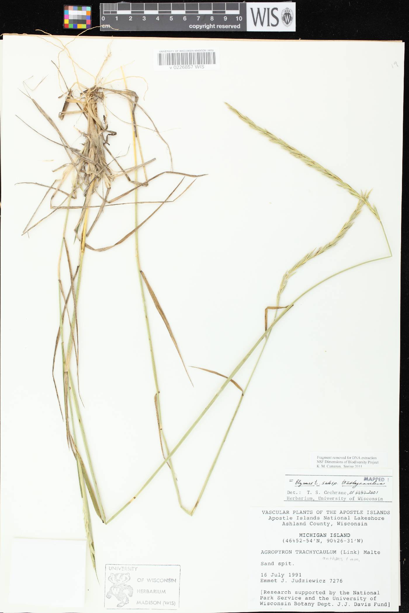 Elymus trachycaulus subsp. trachycaulus image