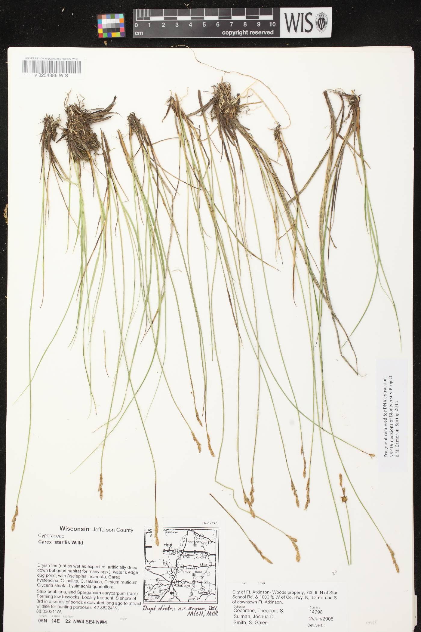Carex sterilis image