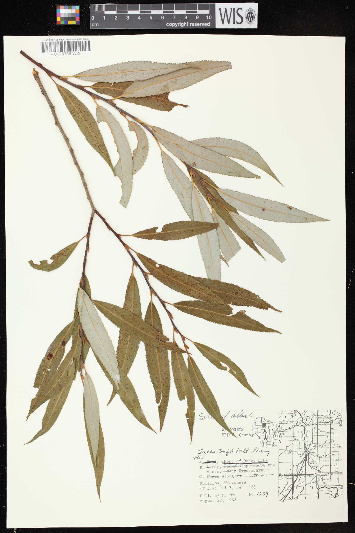 Salix x fragilis image