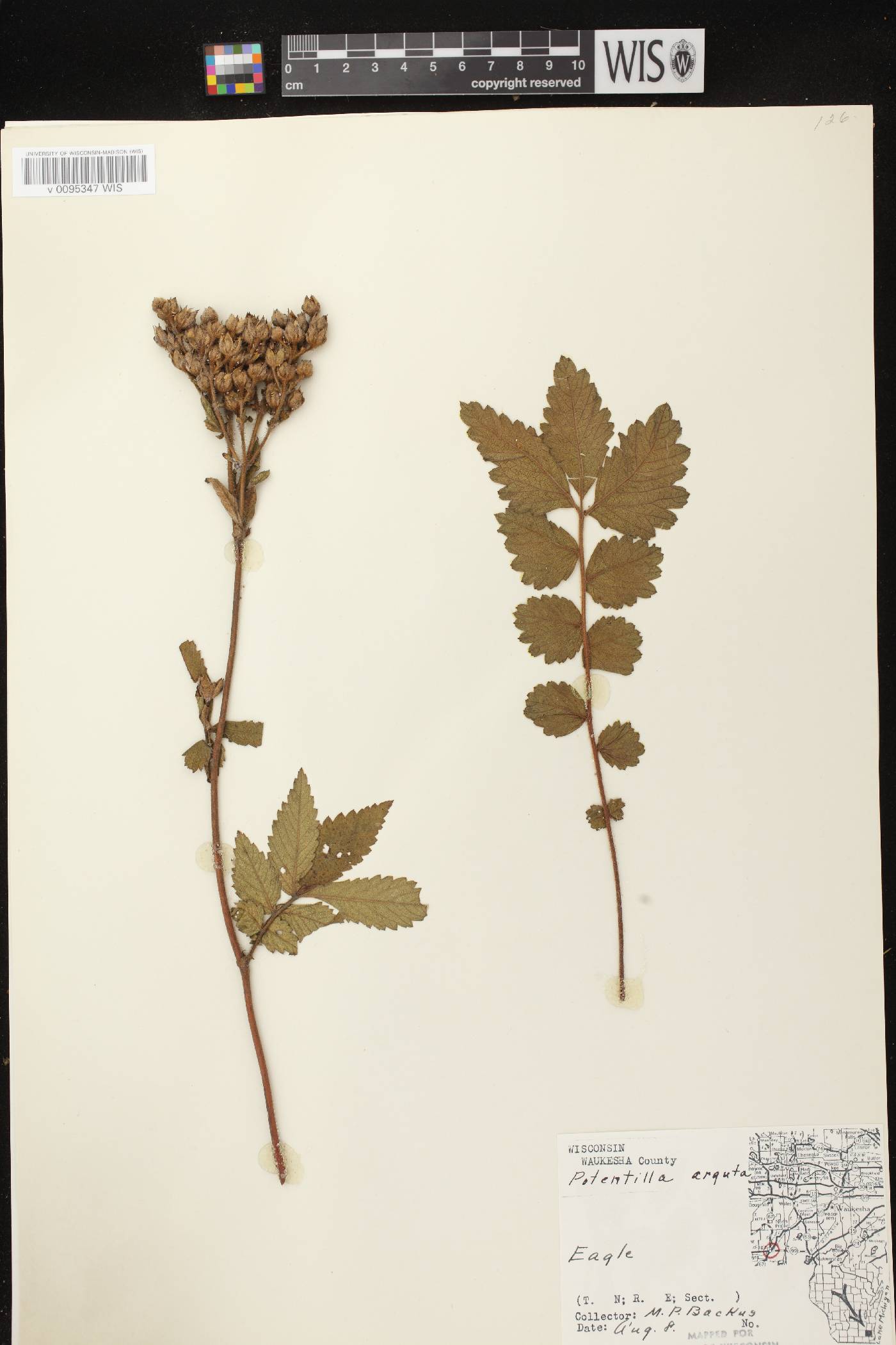 Drymocallis arguta image