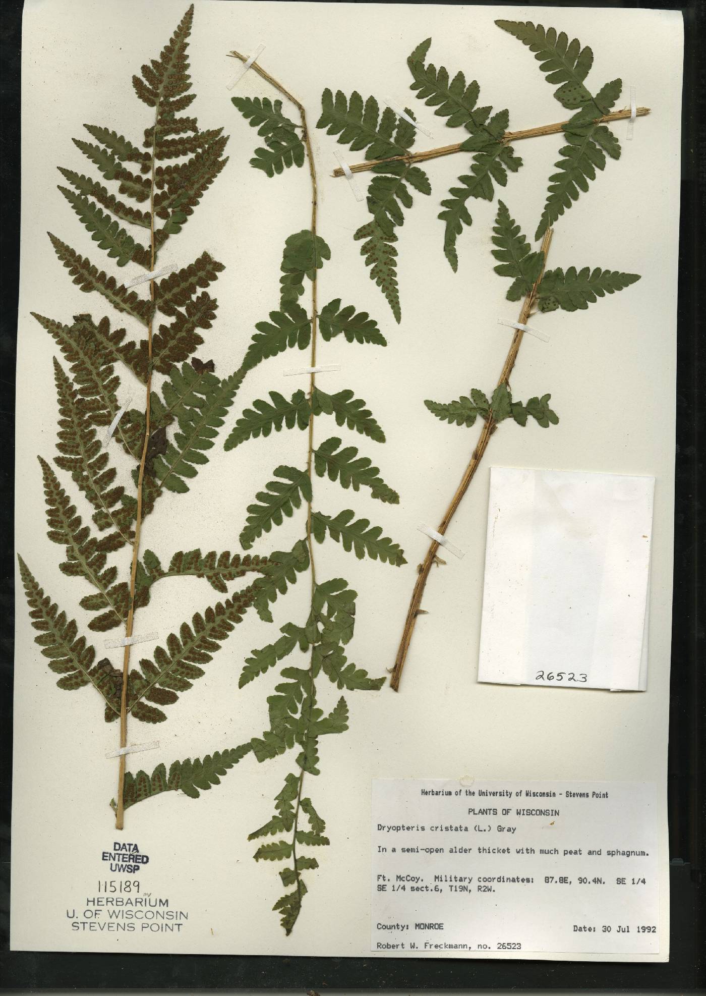 Dryopteris cristata image