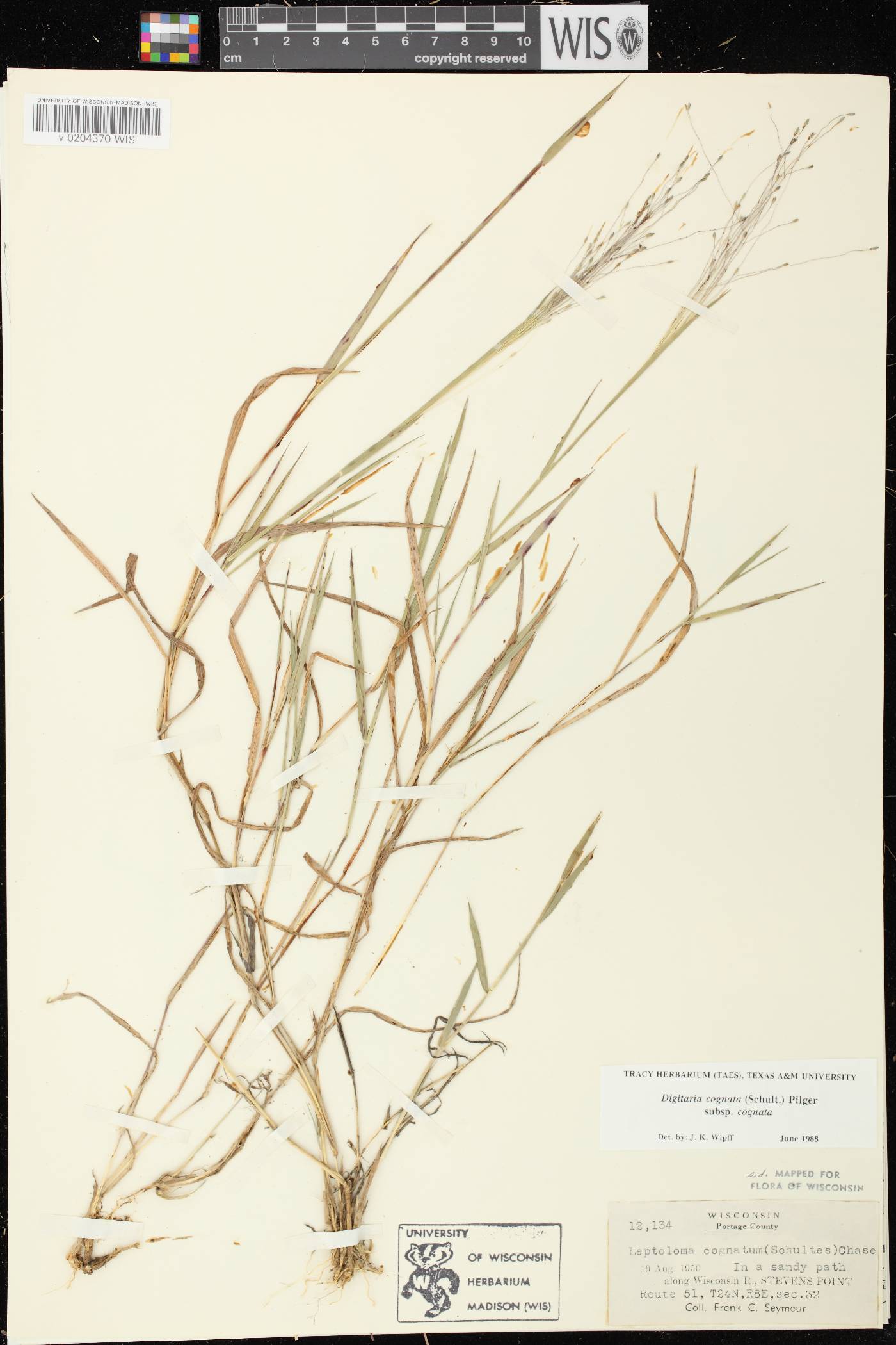 Digitaria cognata image