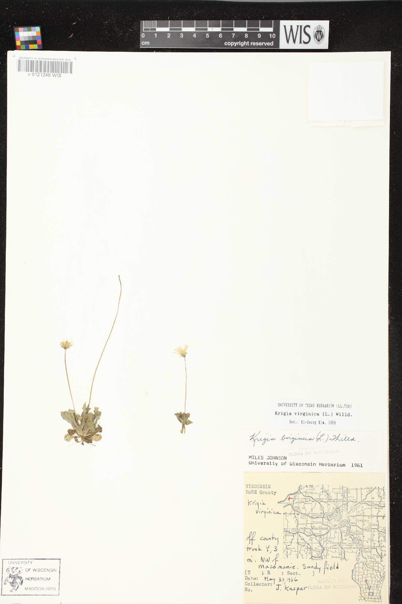 Krigia virginica image