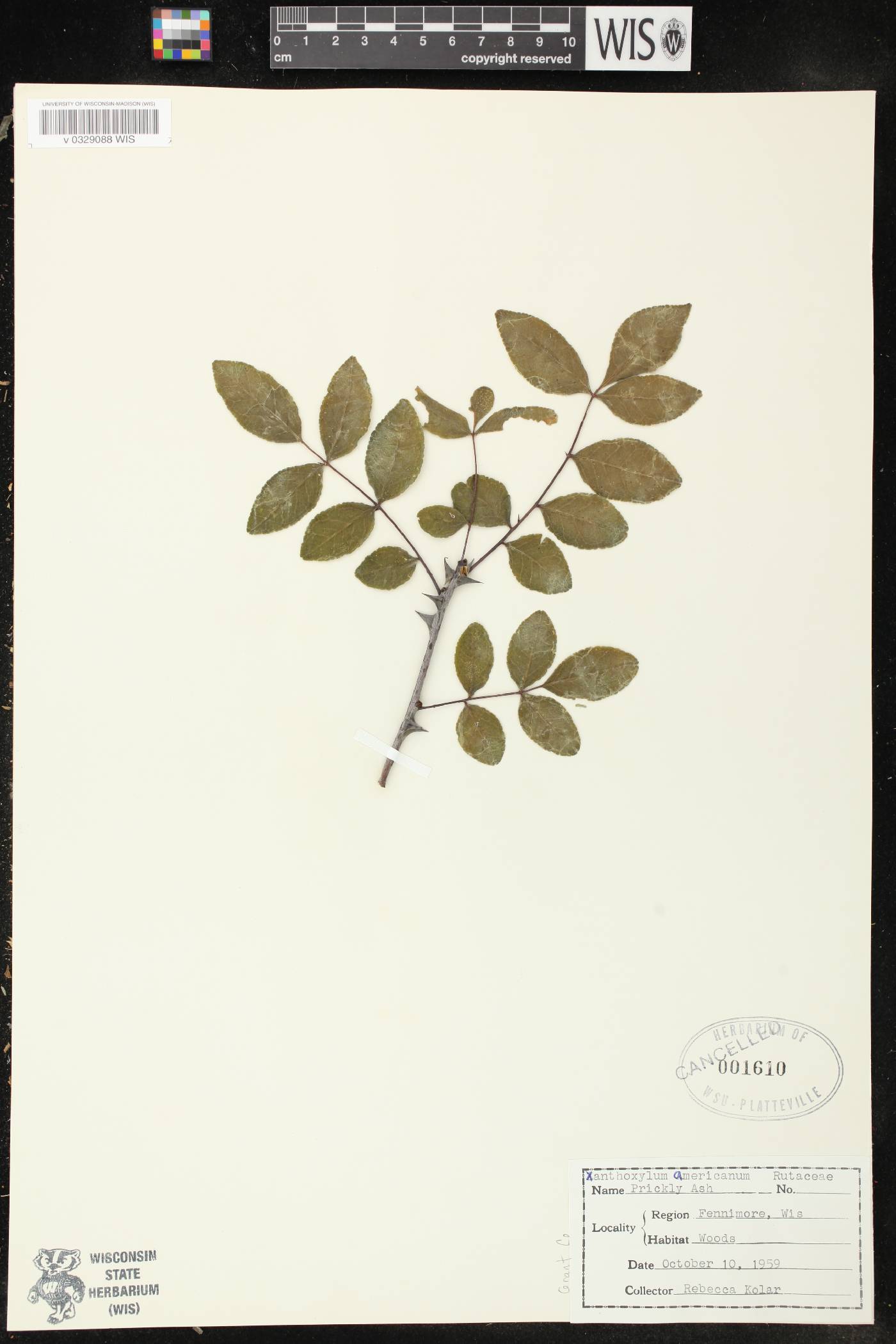Zanthoxylum americanum image