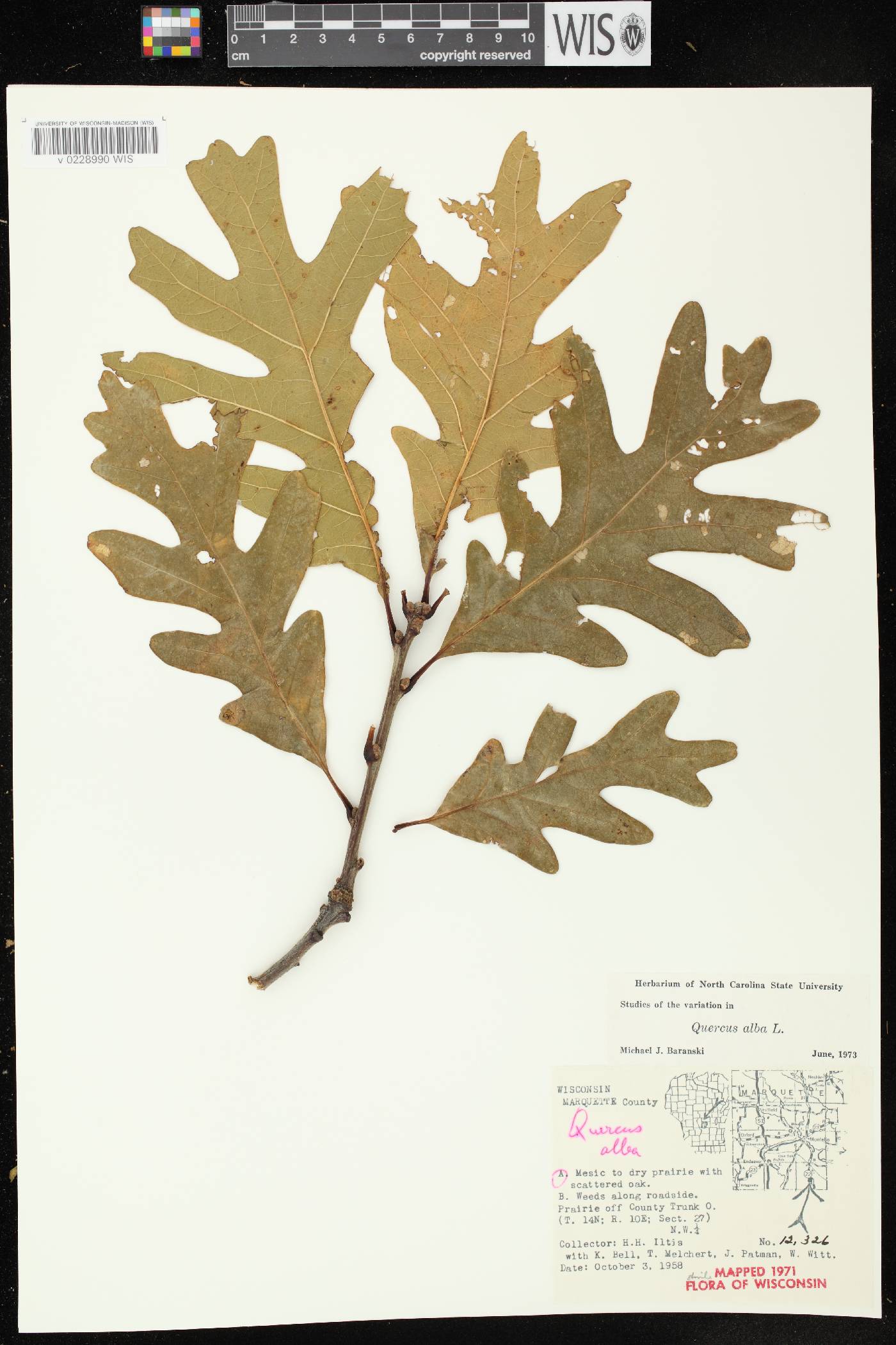 Quercus alba image