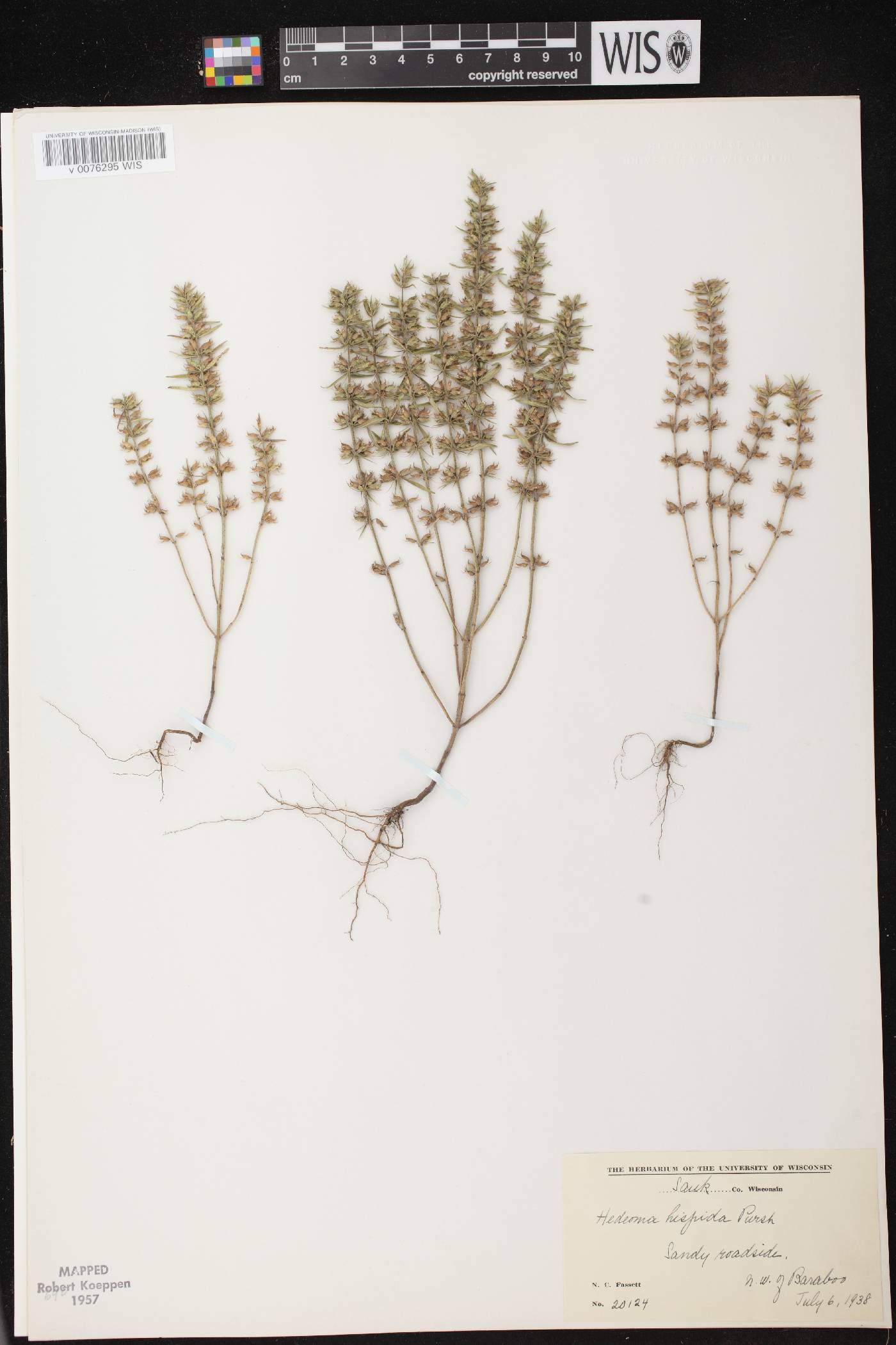 Hedeoma hispida image