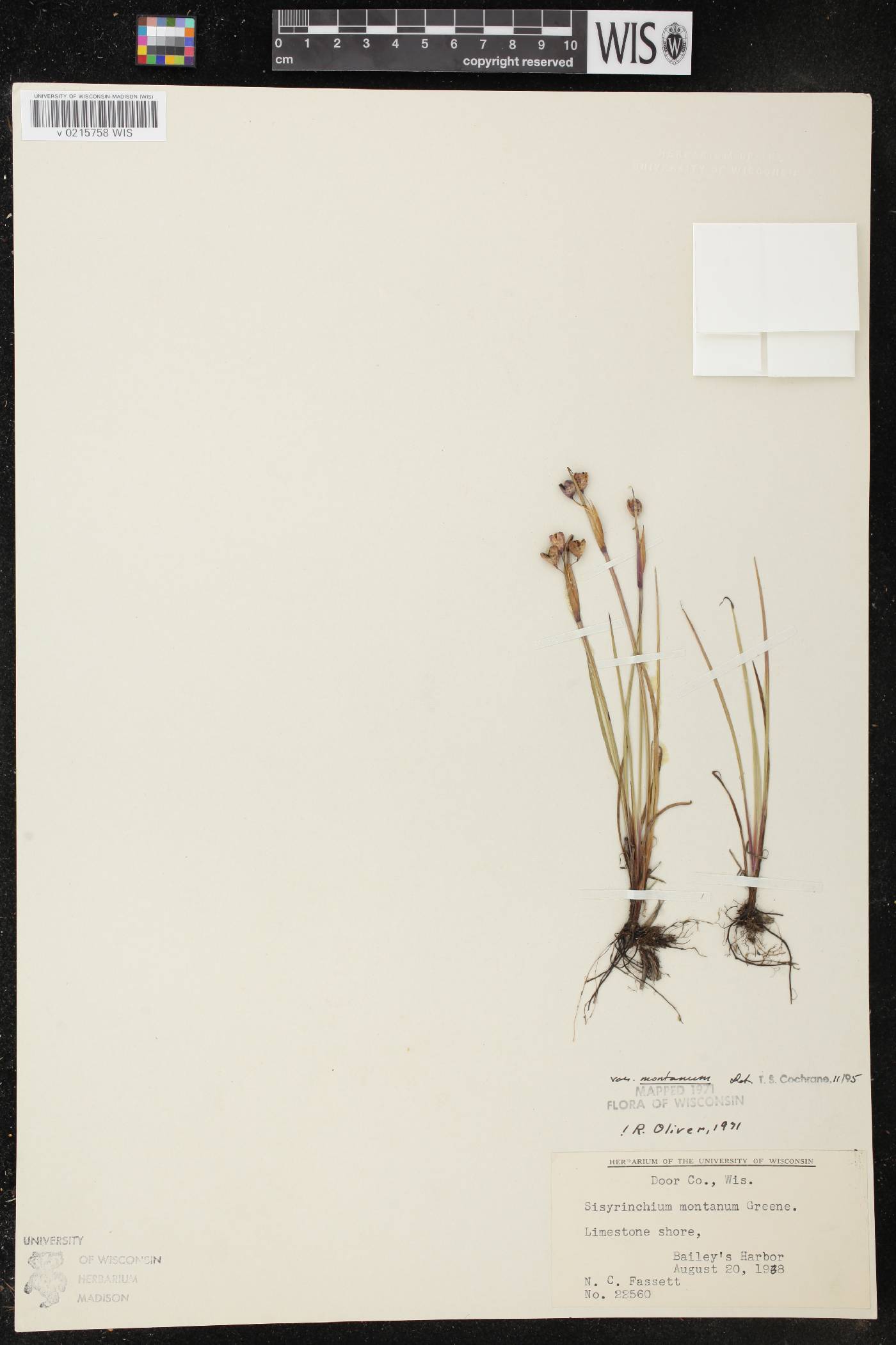 Sisyrinchium montanum image