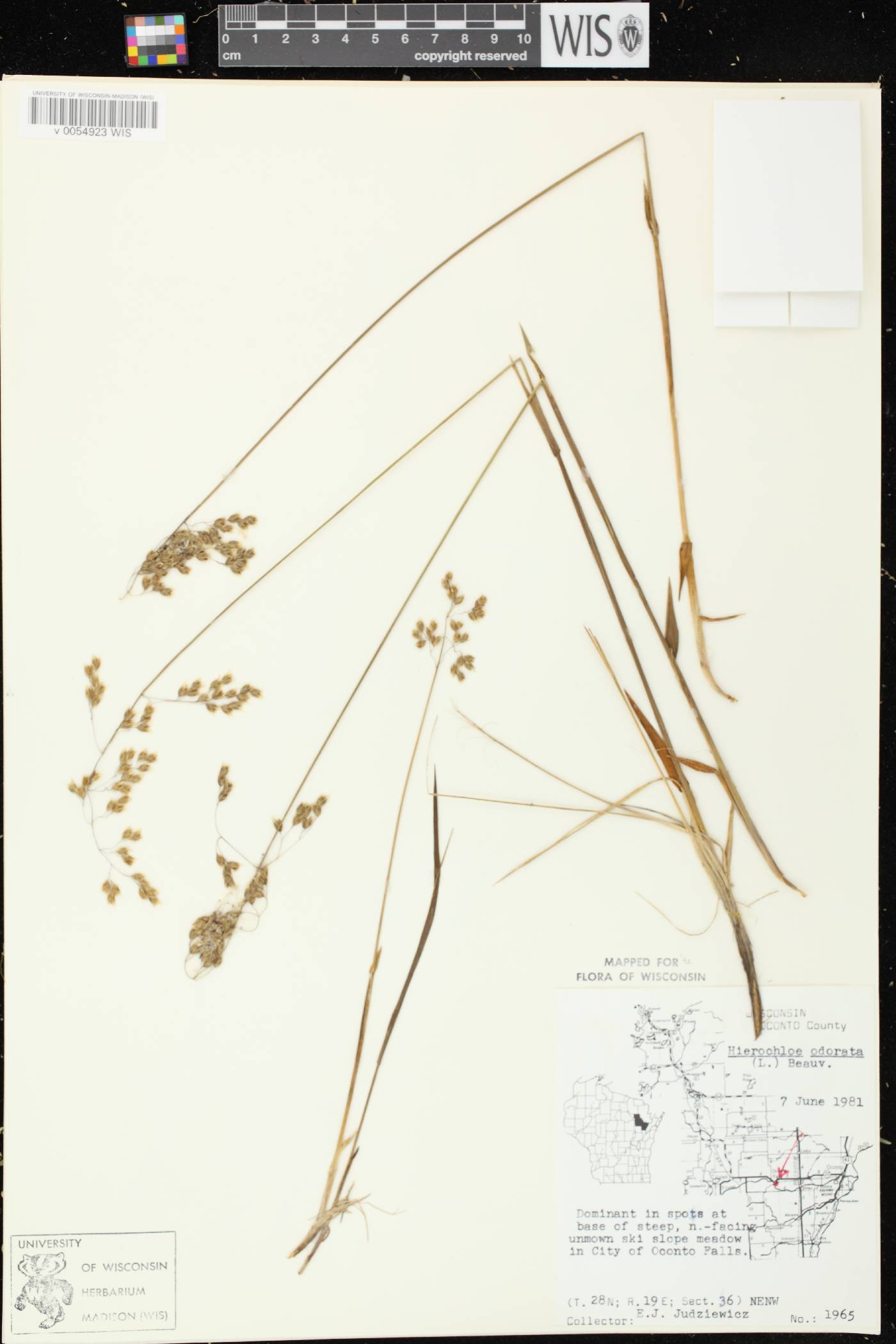 Anthoxanthum hirtum subsp. arcticum image