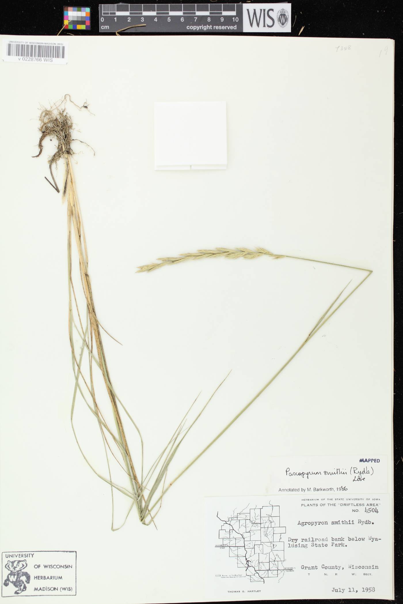 Pascopyrum smithii image
