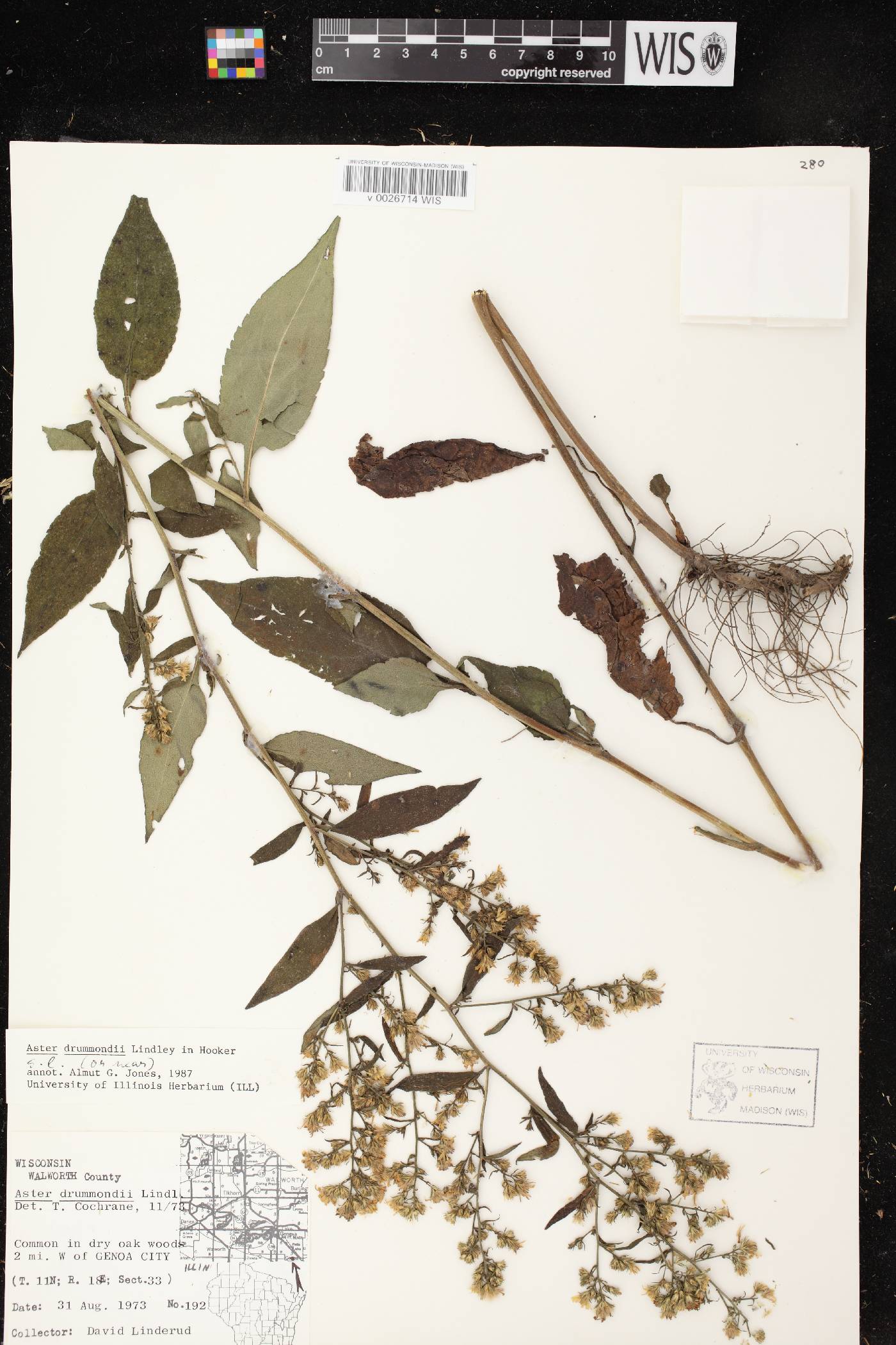 Symphyotrichum drummondii image