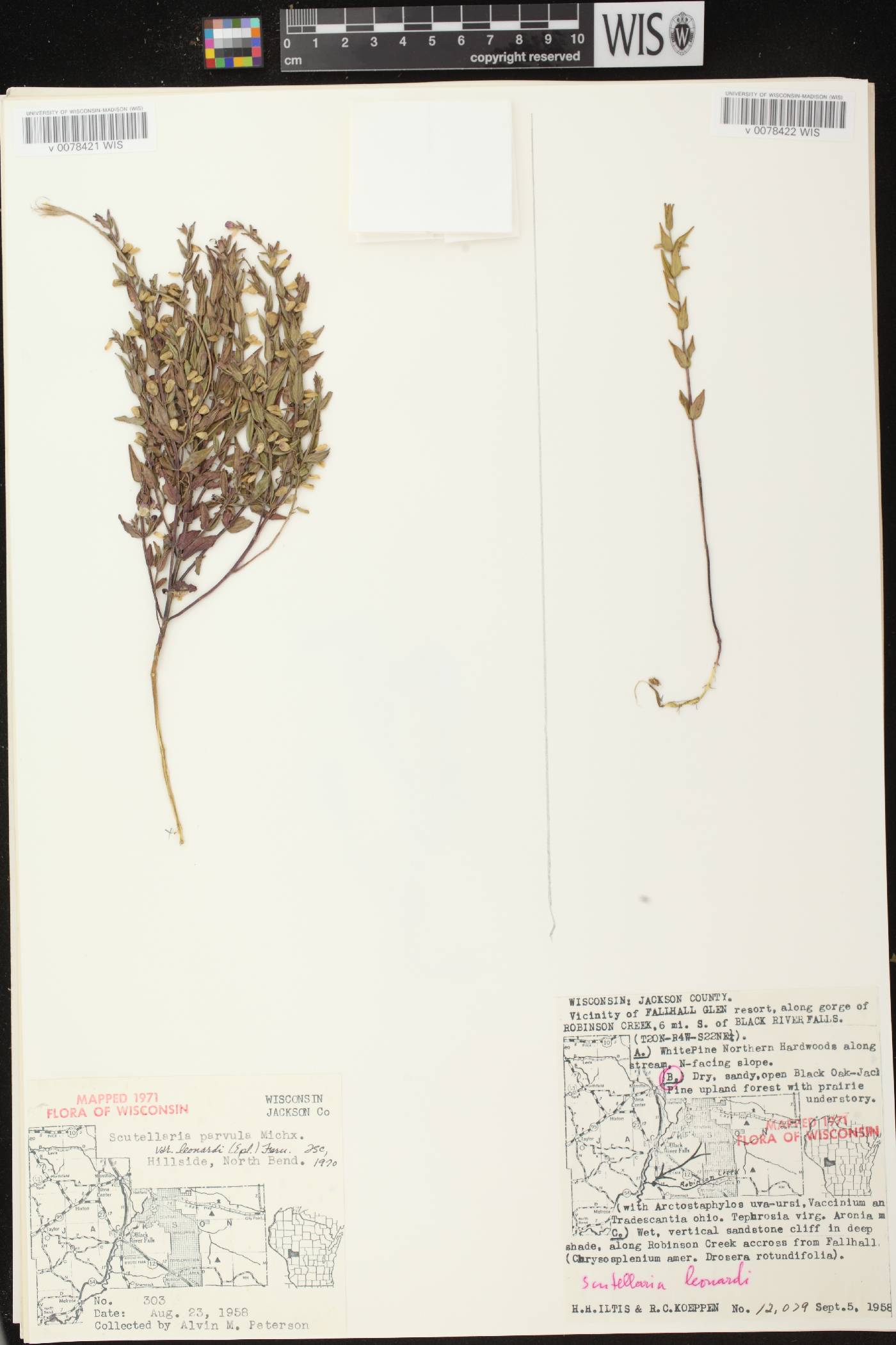 Scutellaria parvula var. missouriensis image
