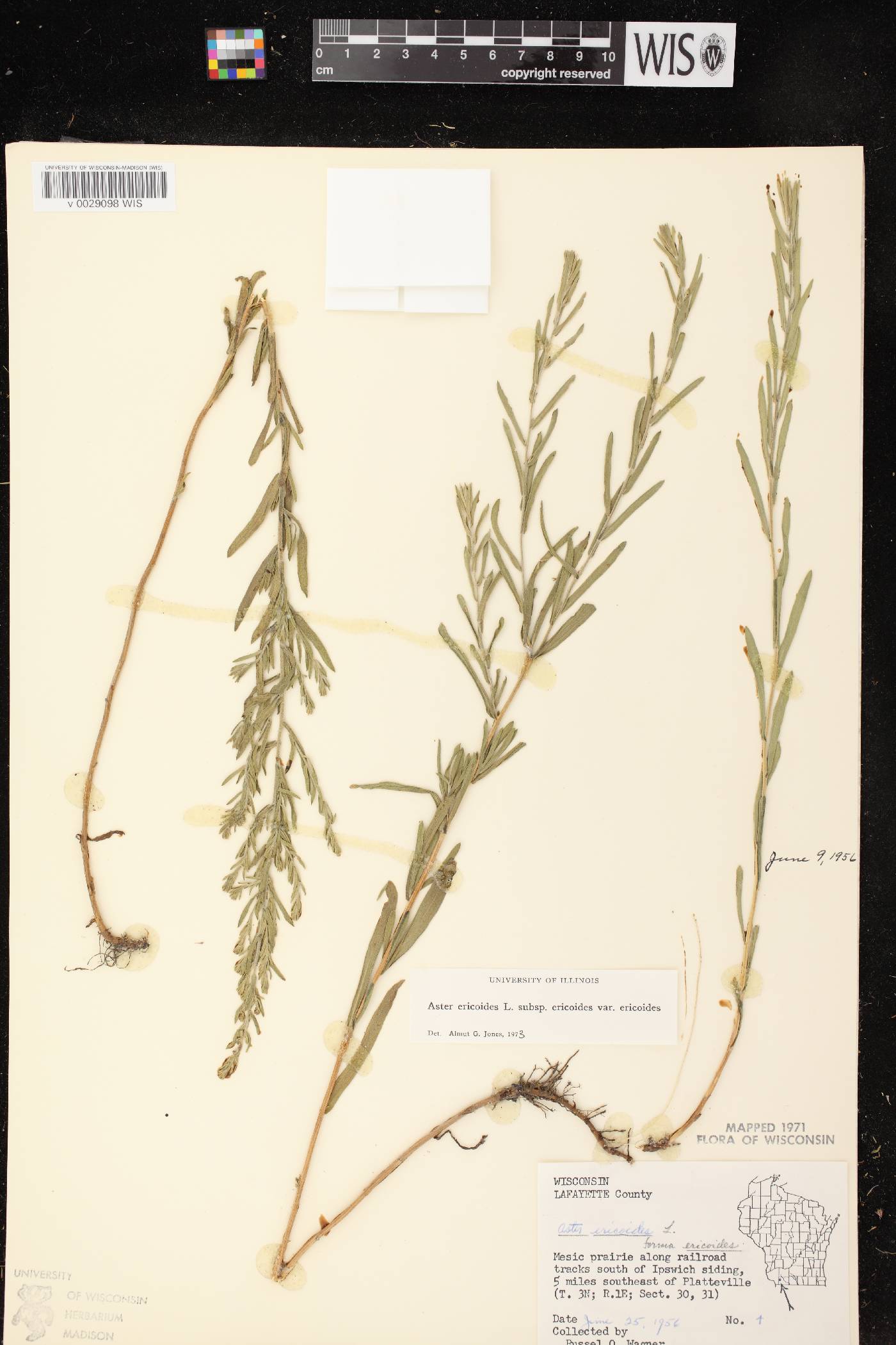 Symphyotrichum ericoides var. ericoides image