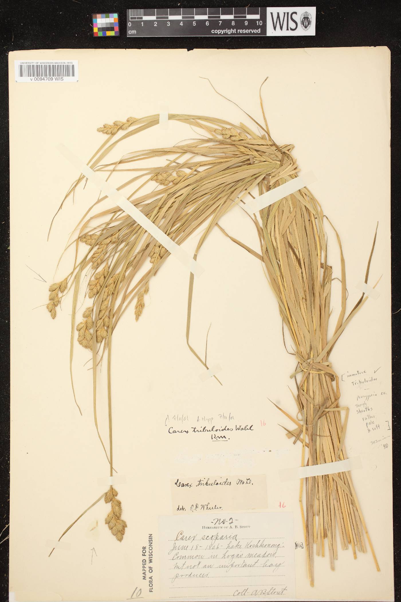 Carex tribuloides var. tribuloides image