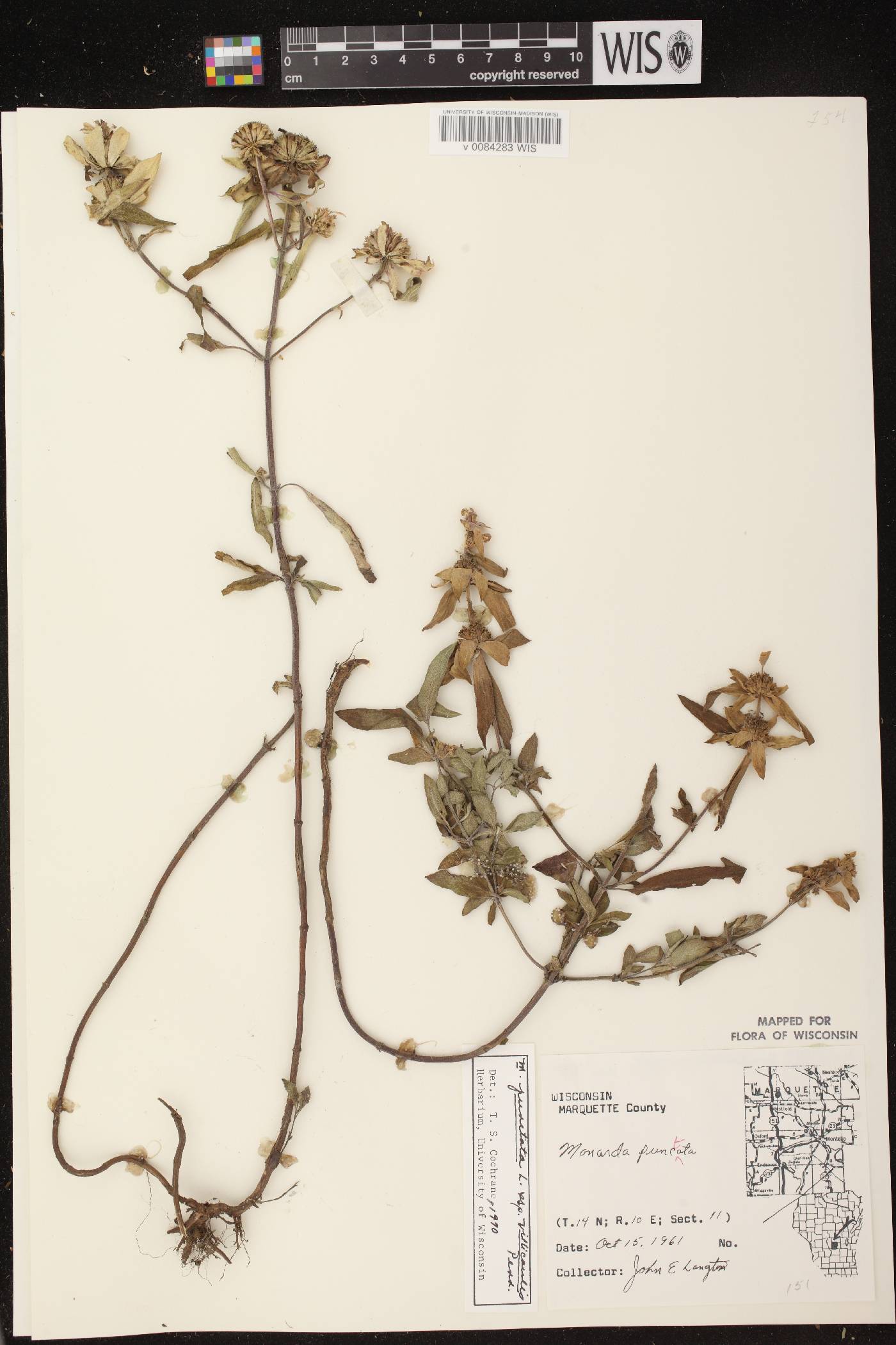 Monarda punctata image