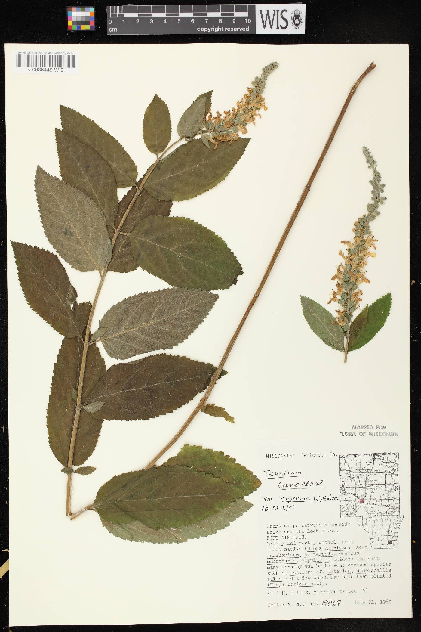Teucrium canadense image