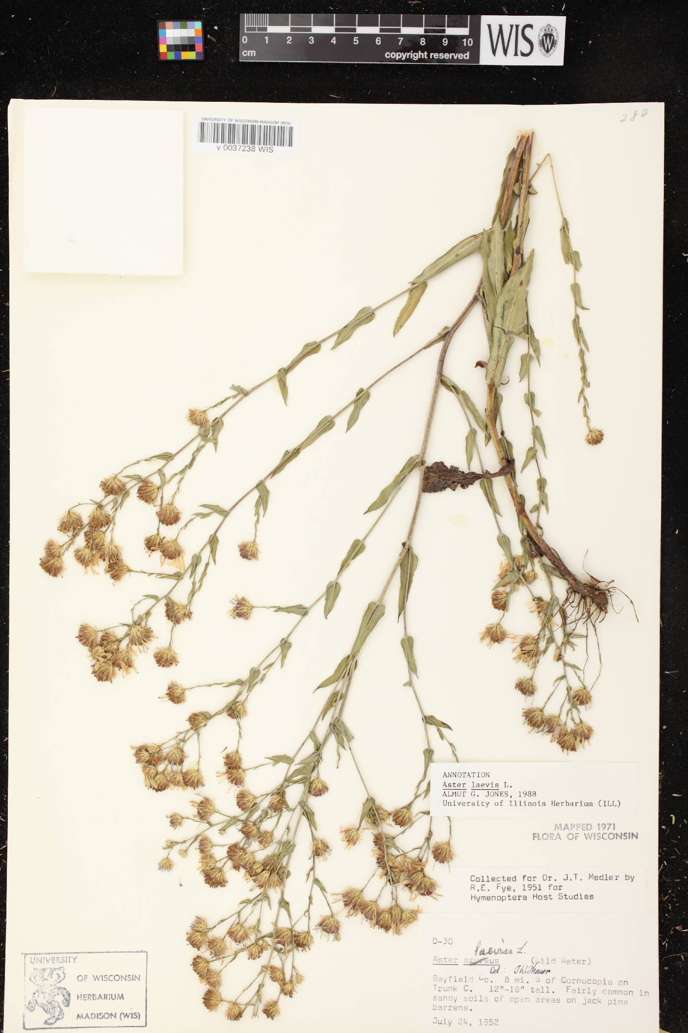 Symphyotrichum laeve image