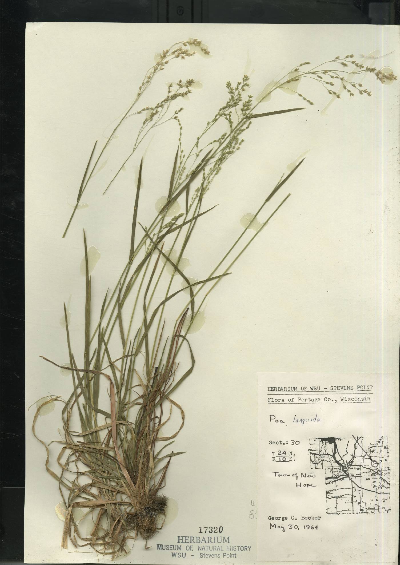 Poa languida image