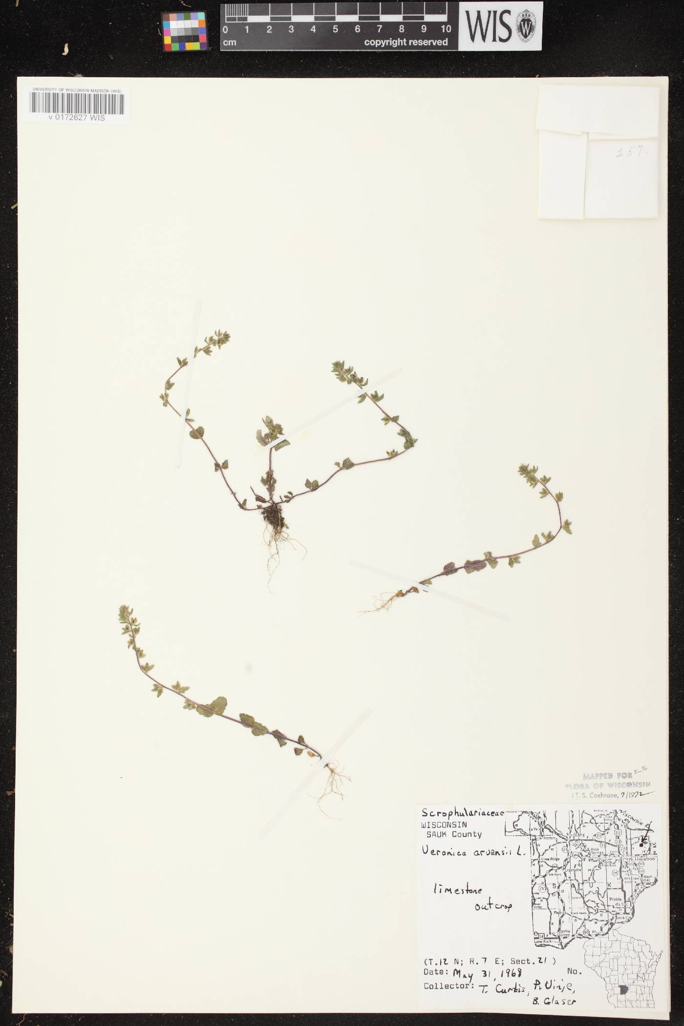Veronica arvensis image