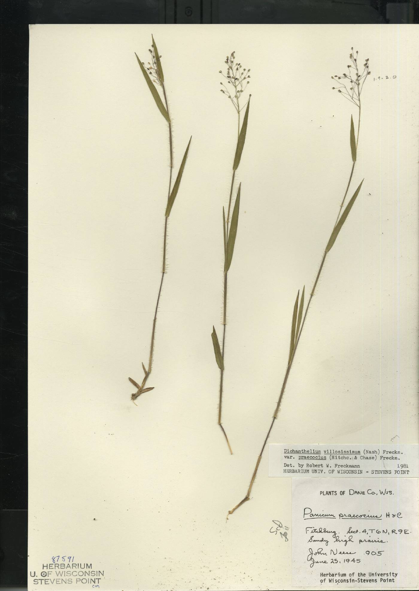 Dichanthelium villosissimum var. praecocius image