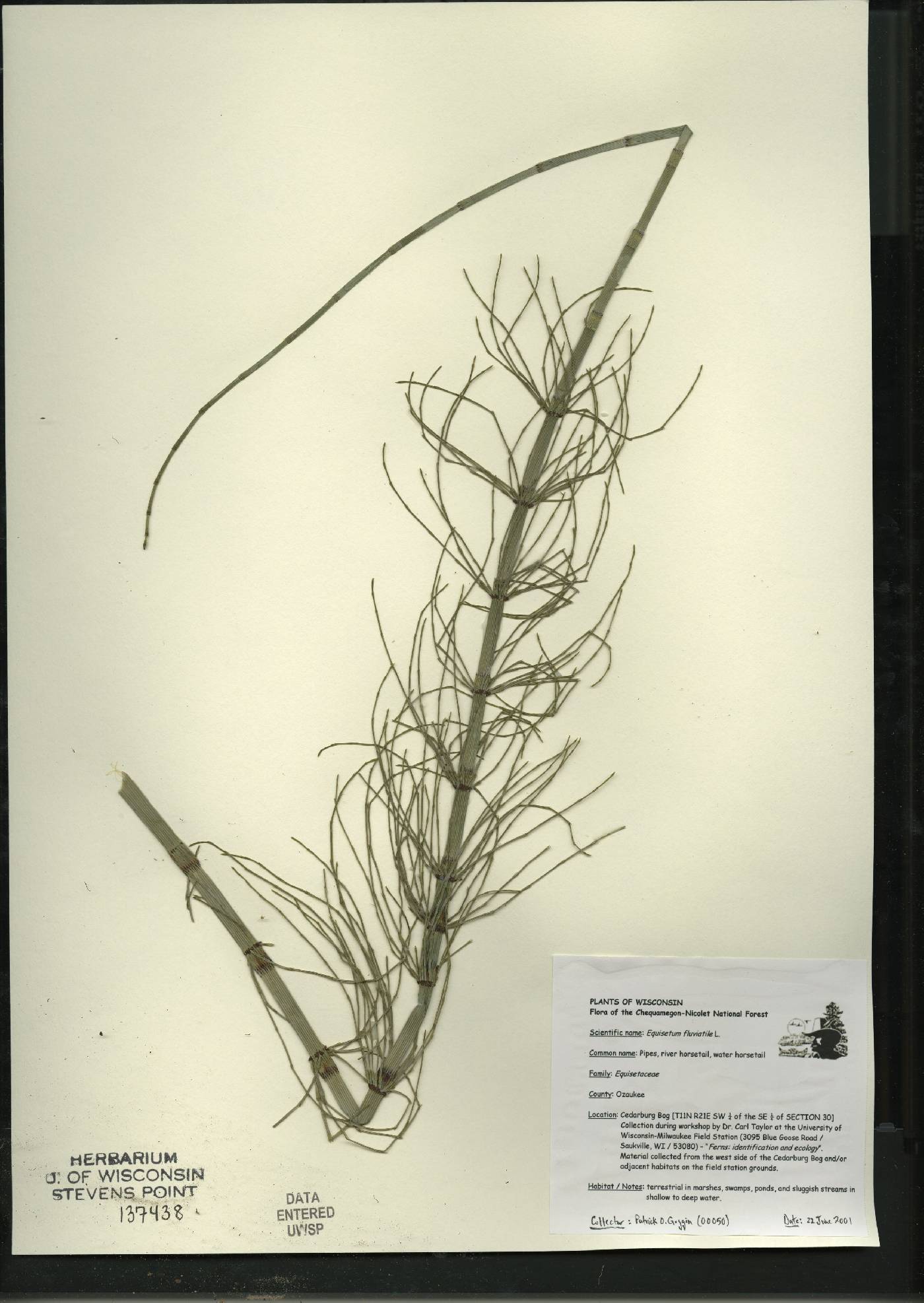 Equisetum fluviatile image