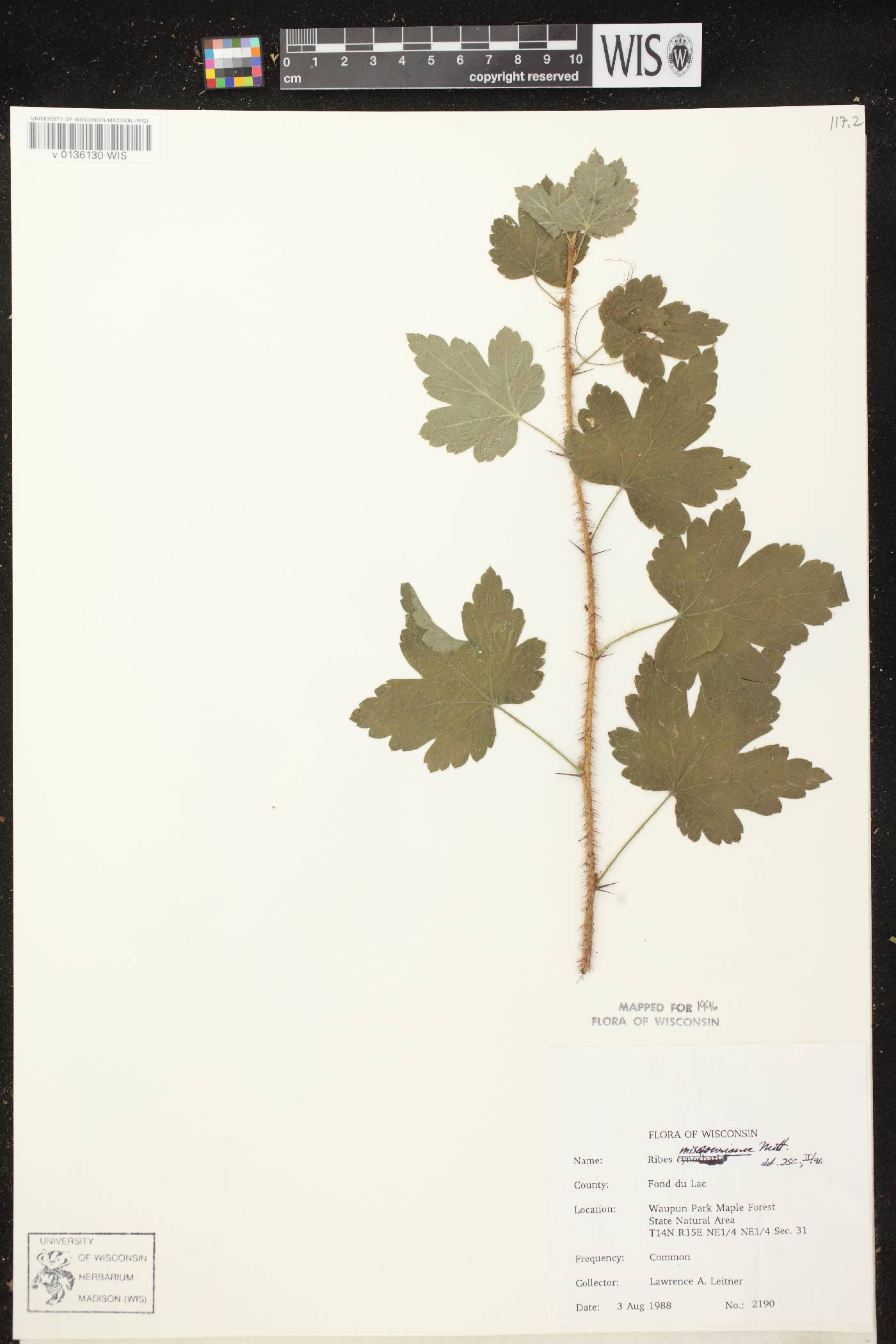 Ribes missouriense image