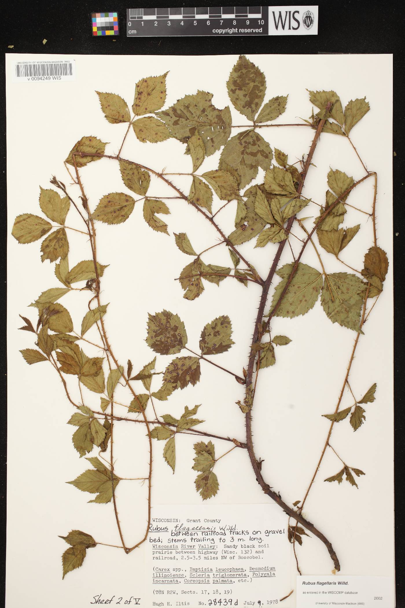 Rubus flagellaris image
