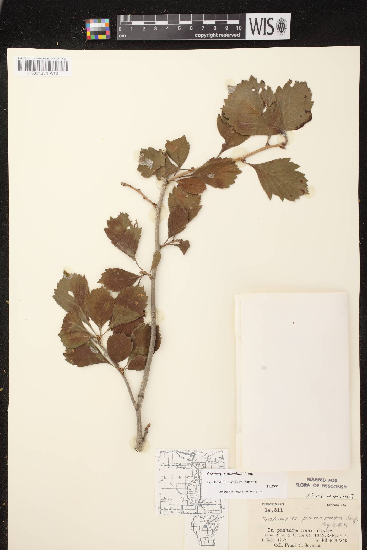Crataegus punctata image