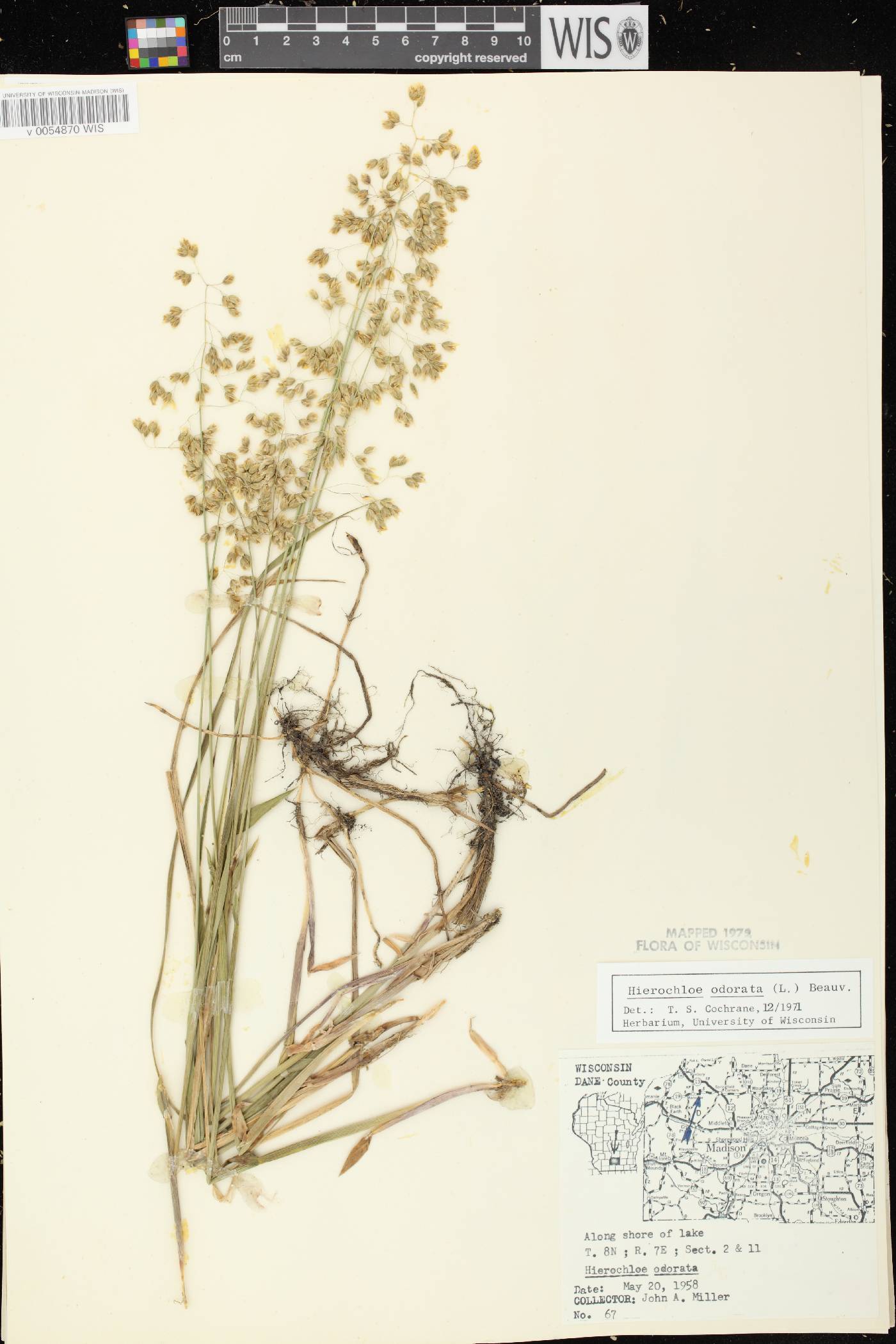Anthoxanthum hirtum subsp. arcticum image