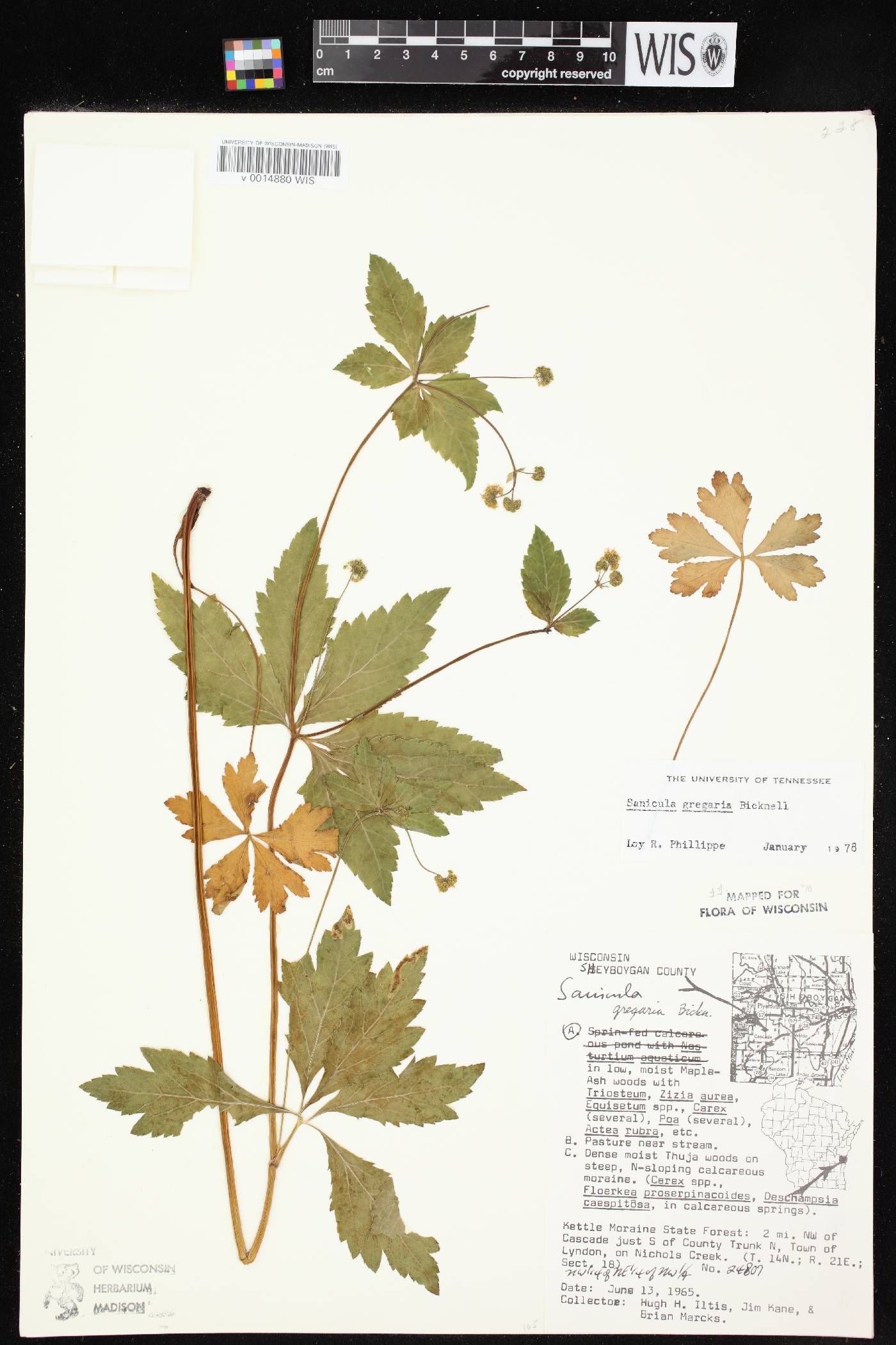 Sanicula odorata image