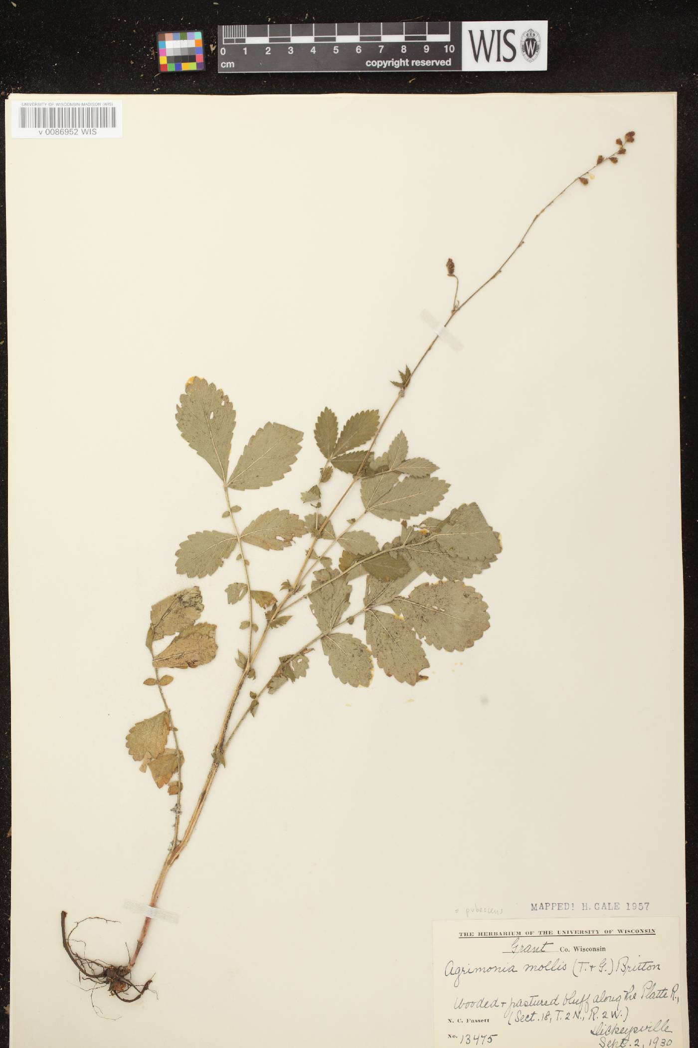 Agrimonia pubescens image