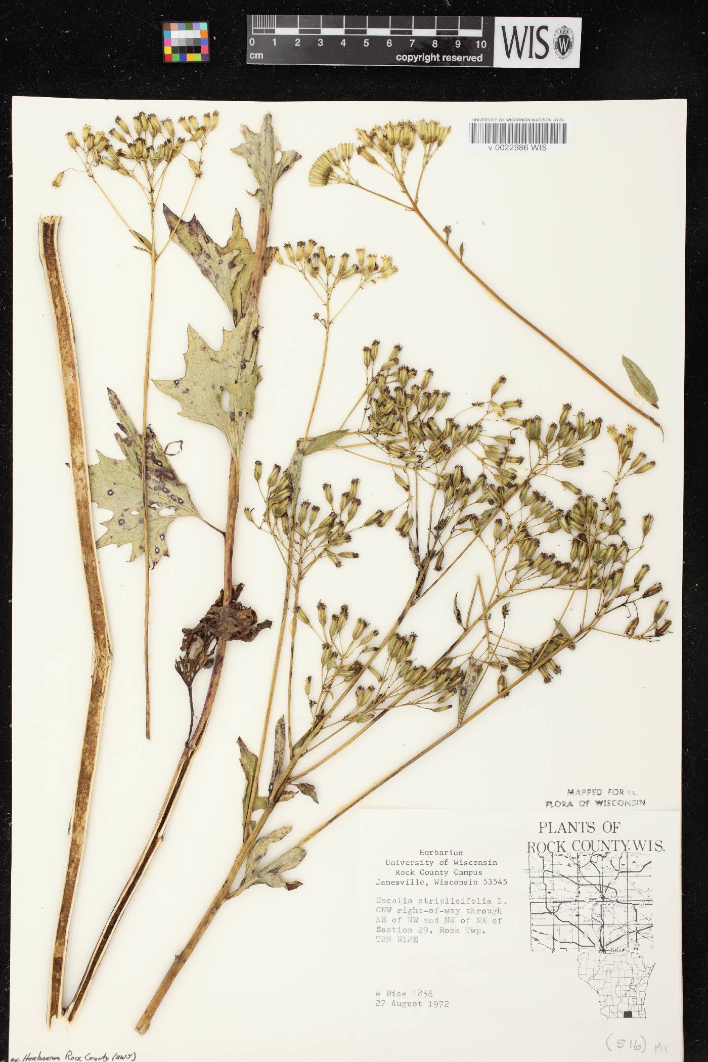 Arnoglossum atriplicifolium image