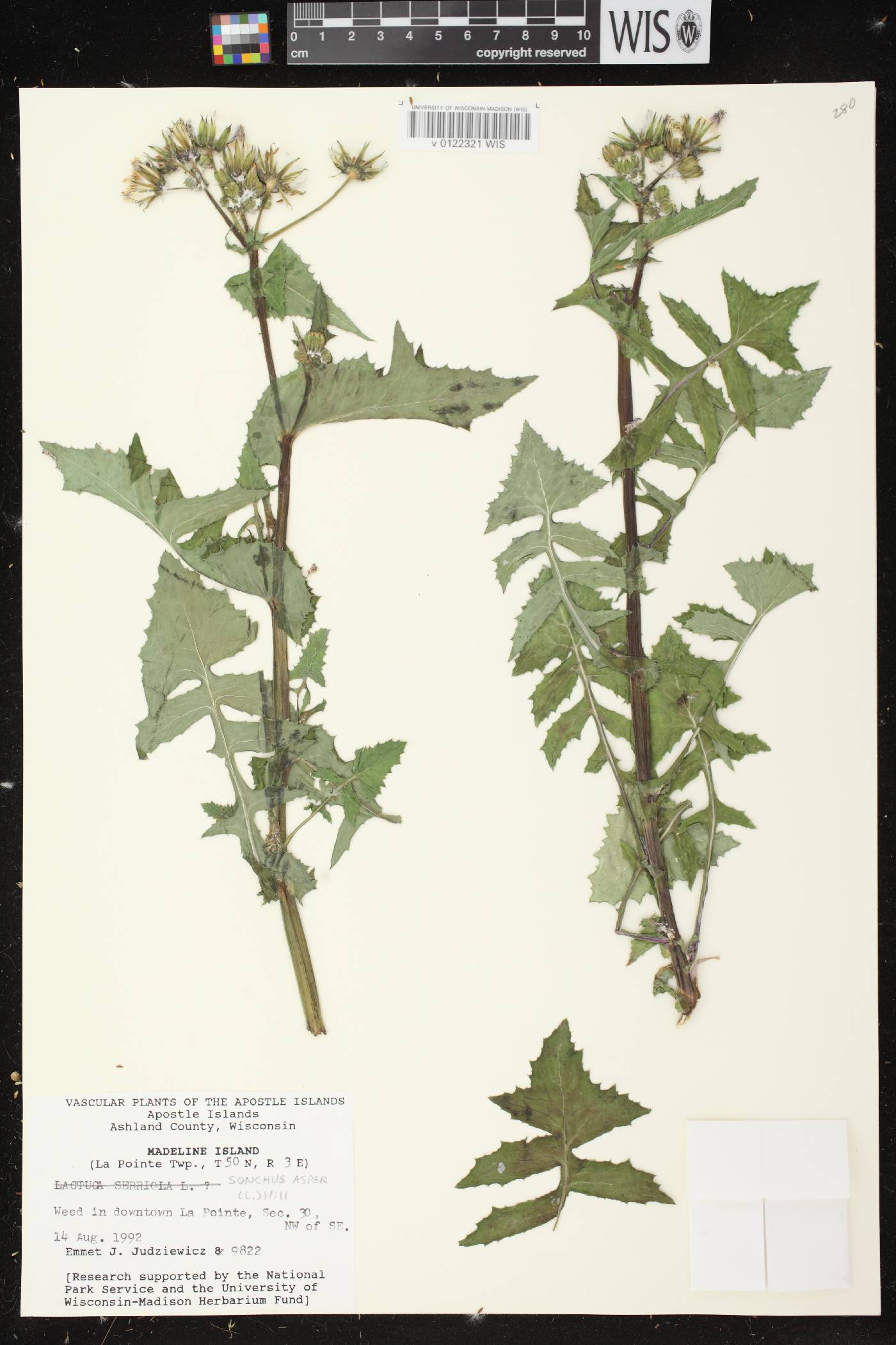 Sonchus asper image