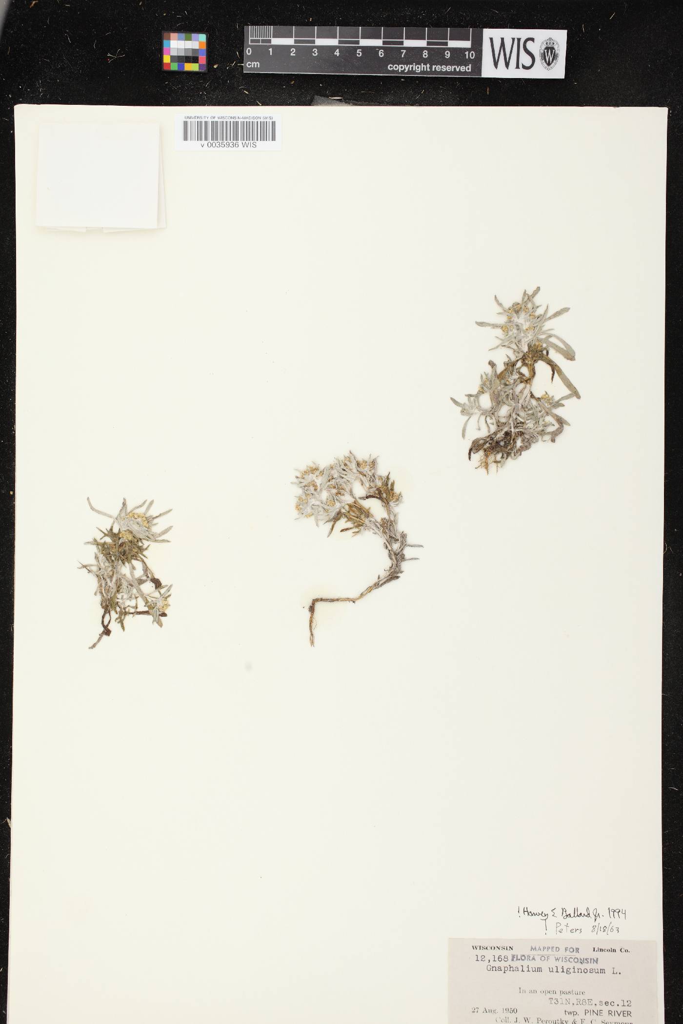 Gnaphalium uliginosum image