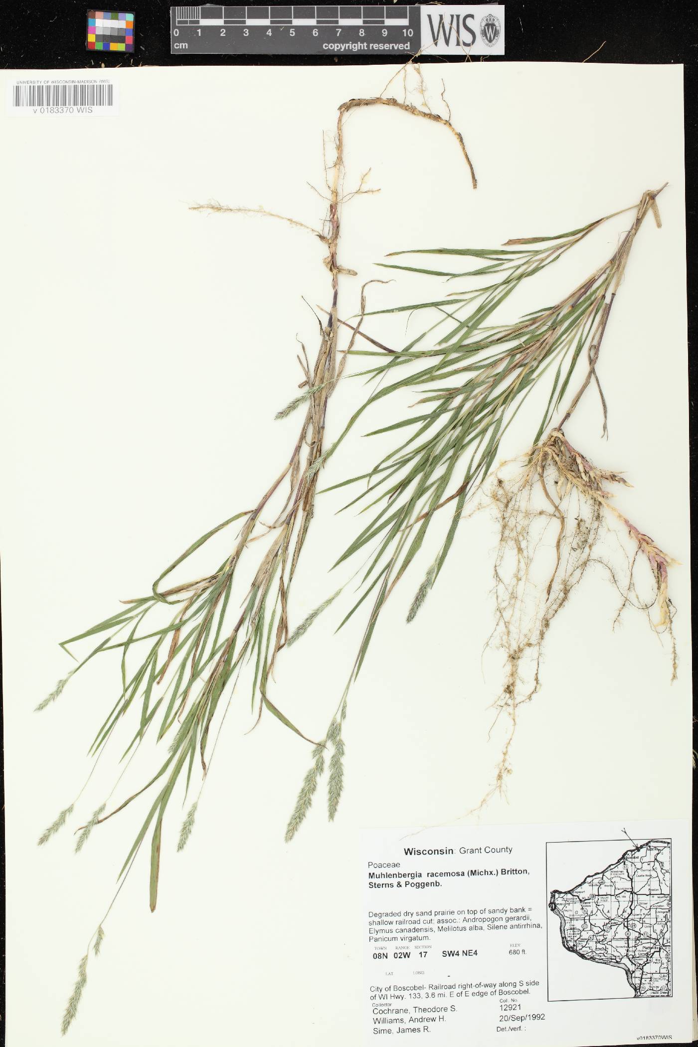 Muhlenbergia racemosa image