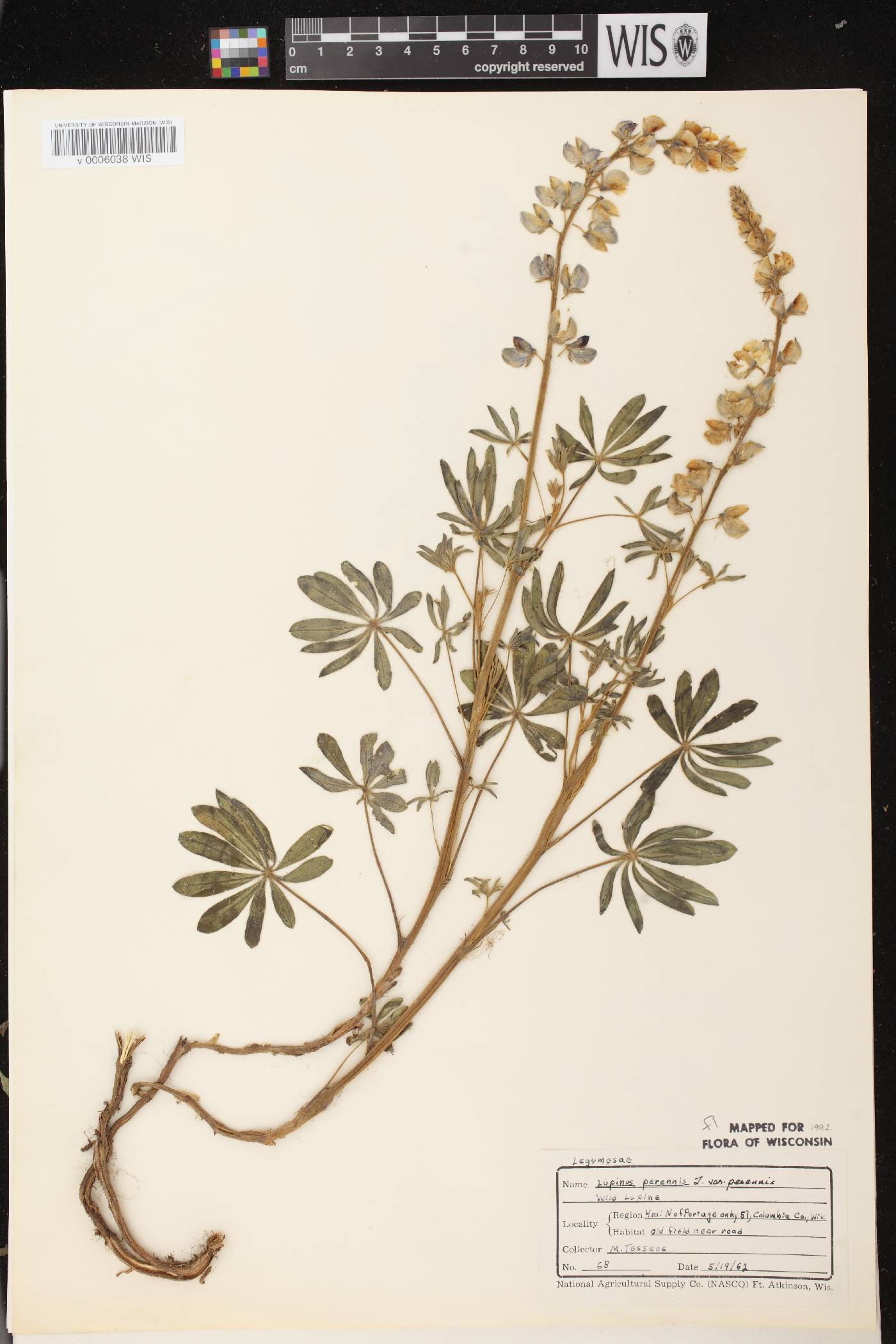 Lupinus perennis var. perennis image