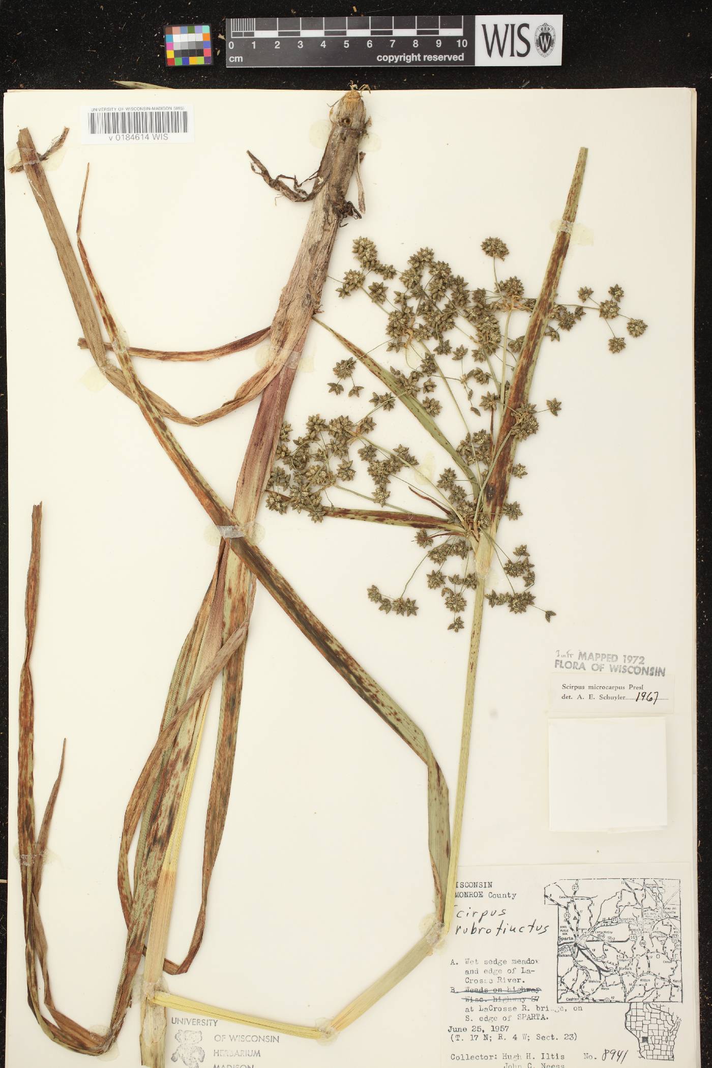 Scirpus microcarpus image